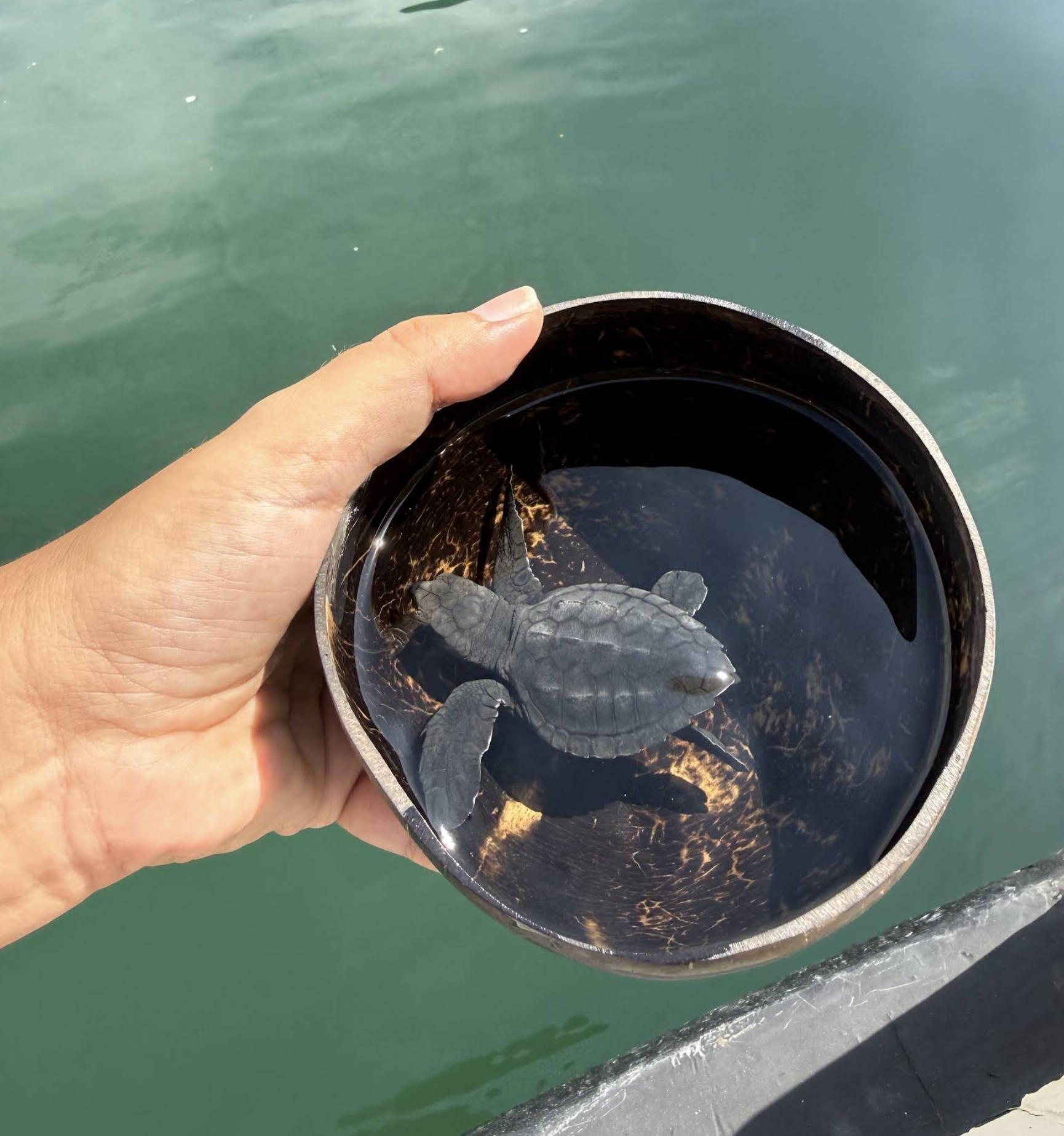 Glass Bottom Boat + Turtle Island (1 hour per person)