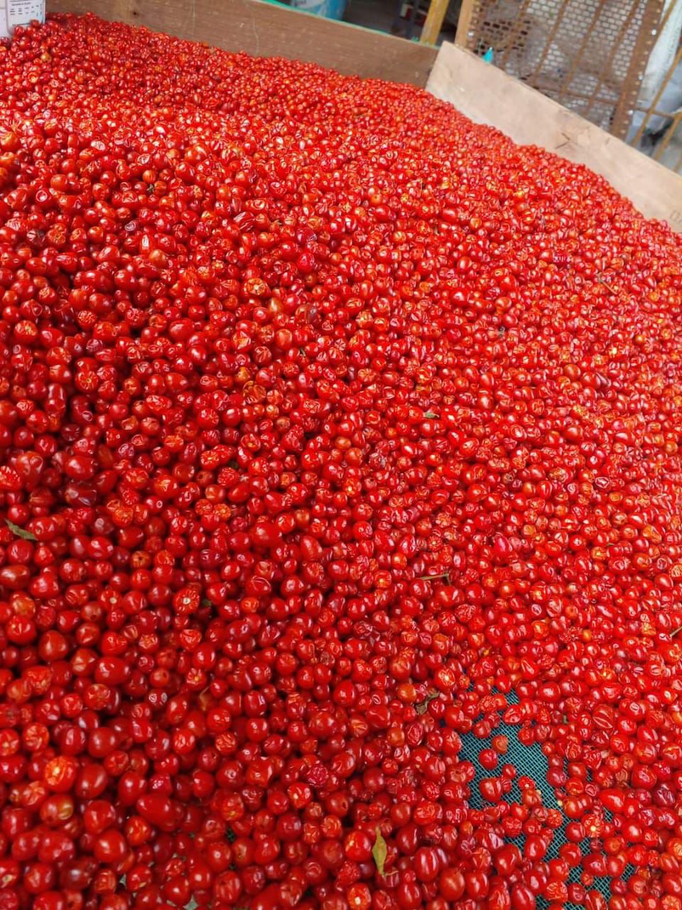 Lote Distribuidor: 10 Kg Chiltepín Artesanal (Empacado 10 x 1Kg)