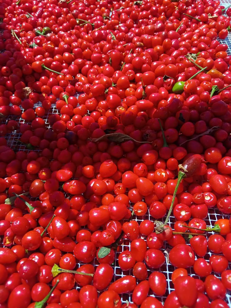 Lote Distribuidor: 10 Kg Chiltepín Artesanal (Empacado 10 x 1Kg)