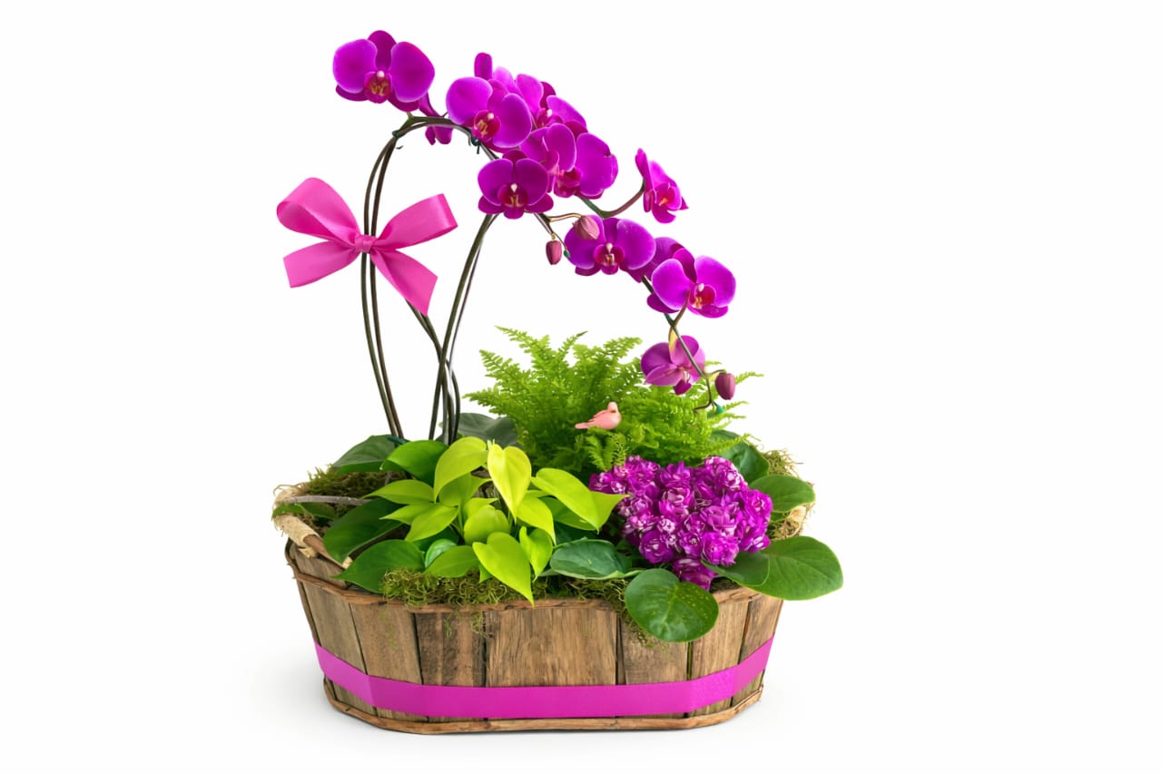 Canasta de Orquídea y Plantas