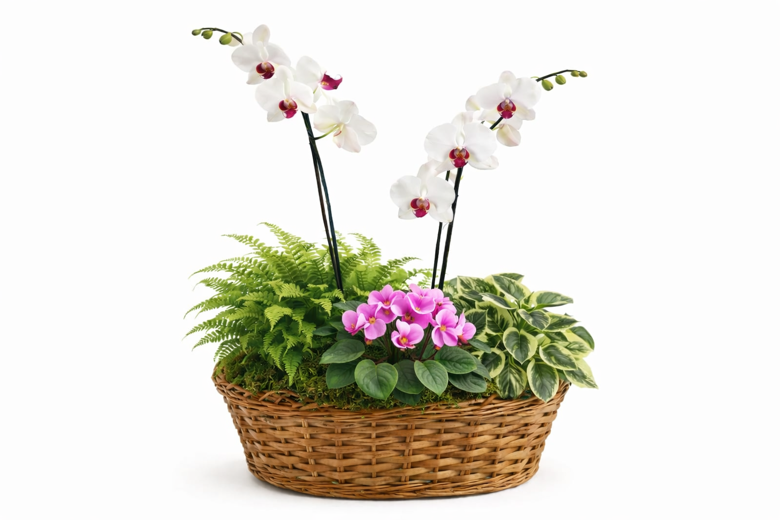 Canasta de Orquídeas y Plantas