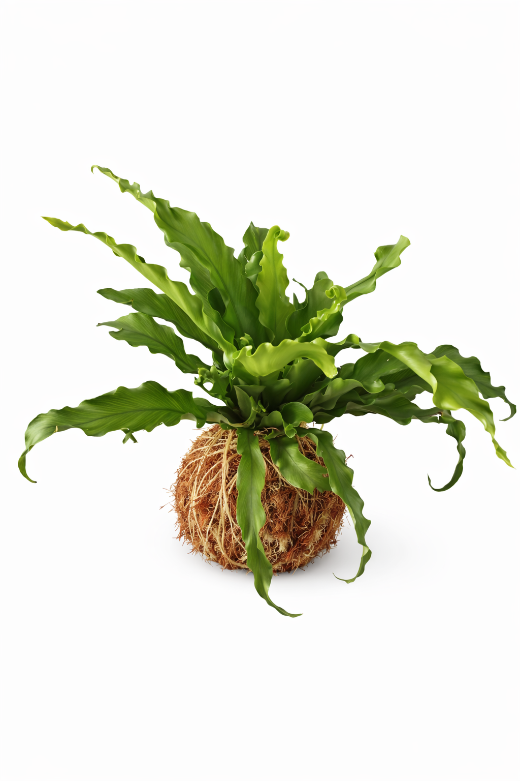 Kokedama de Helecho