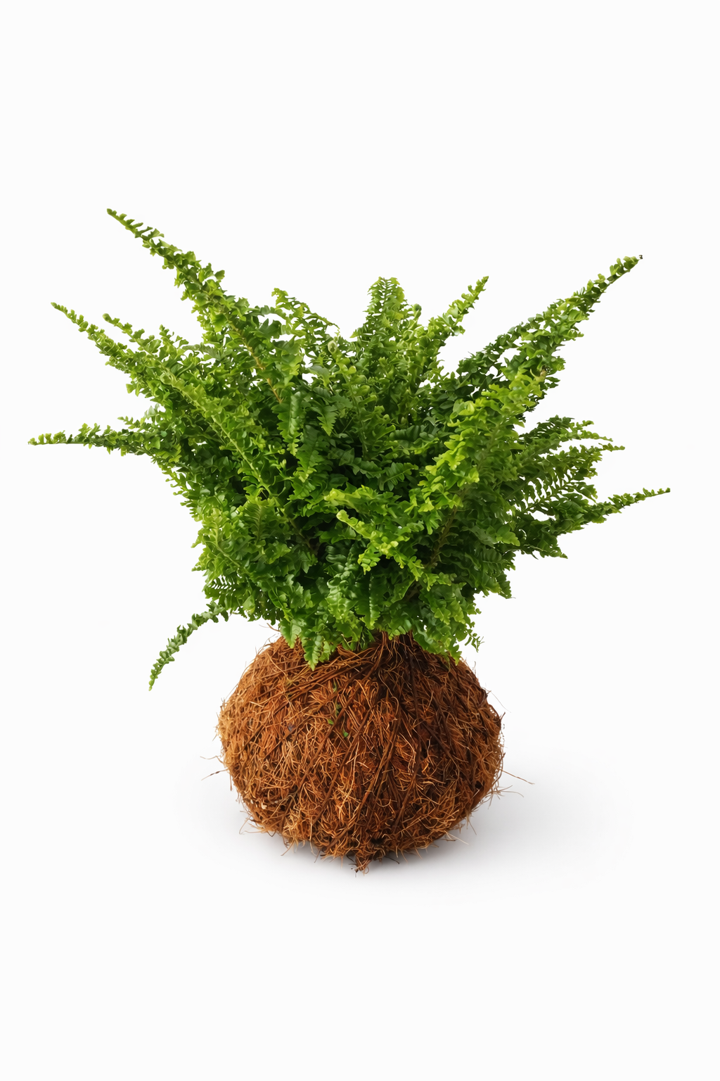 Kokedama Helecho