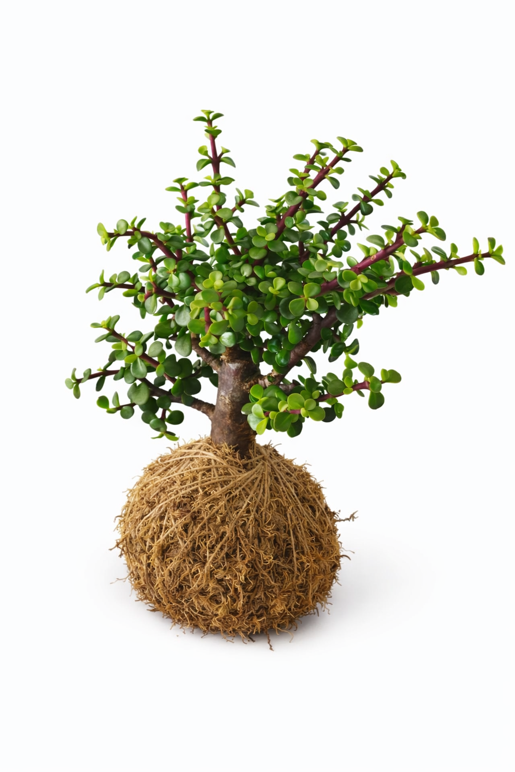 Kokedama de Jade