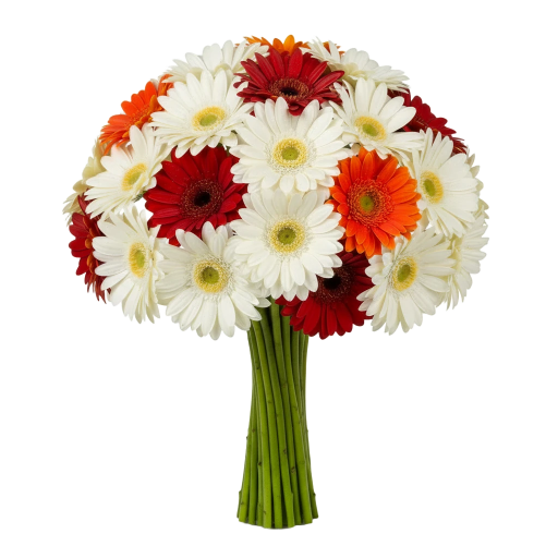 Gerbera