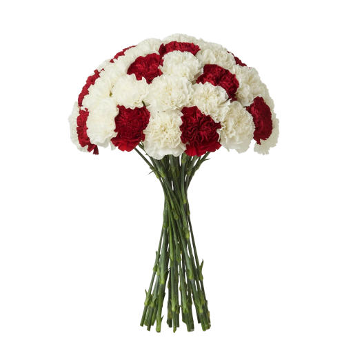 Carnations