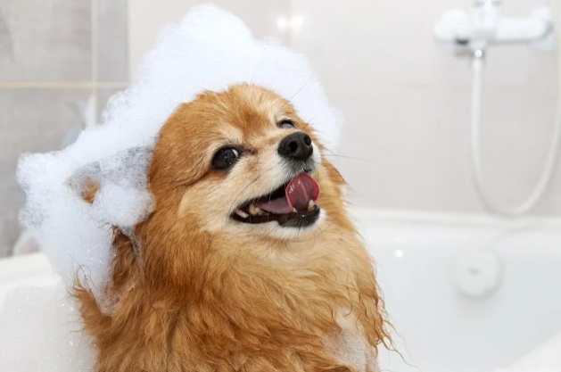 Extra: Vlooienbehandeling