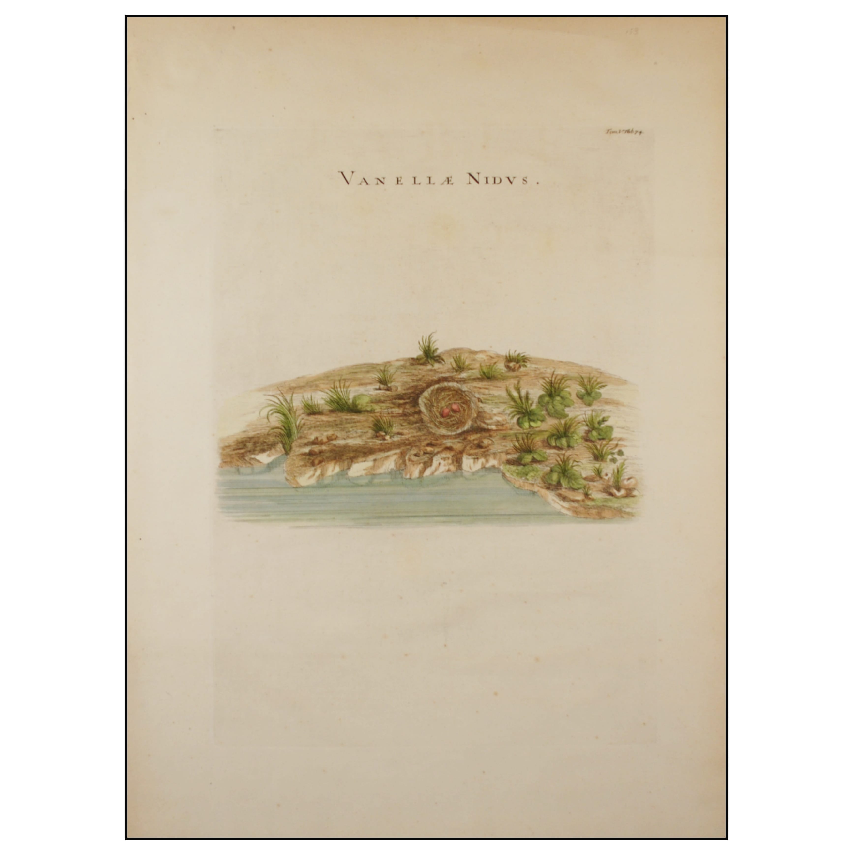 LUIGI FERDINANDO MARSIGLI - NIDO DE AVEFRÍA - 1726