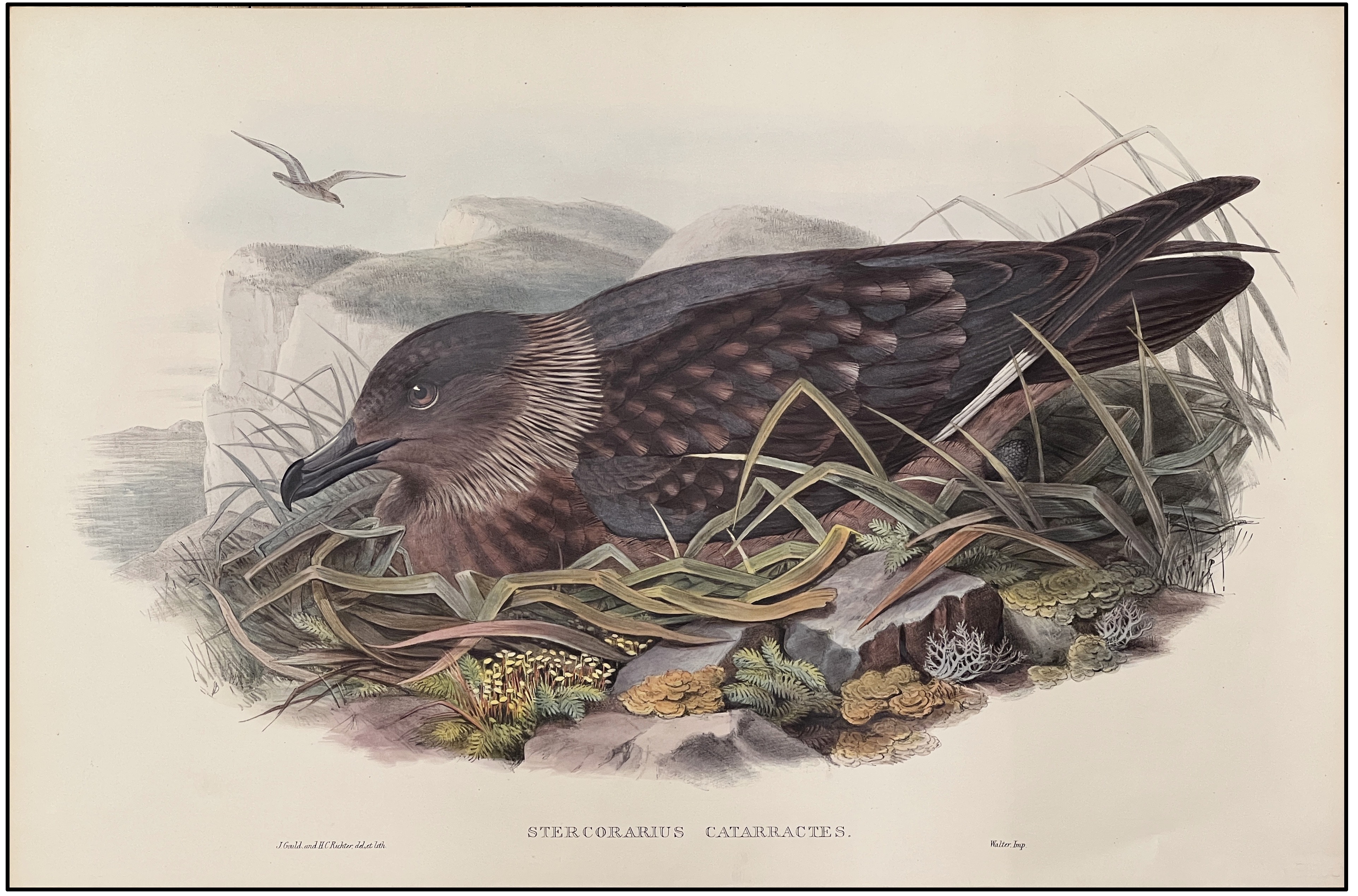 J. GOULD / H. C. RICHT - STERCORARIUS CATARRACTES - 1866