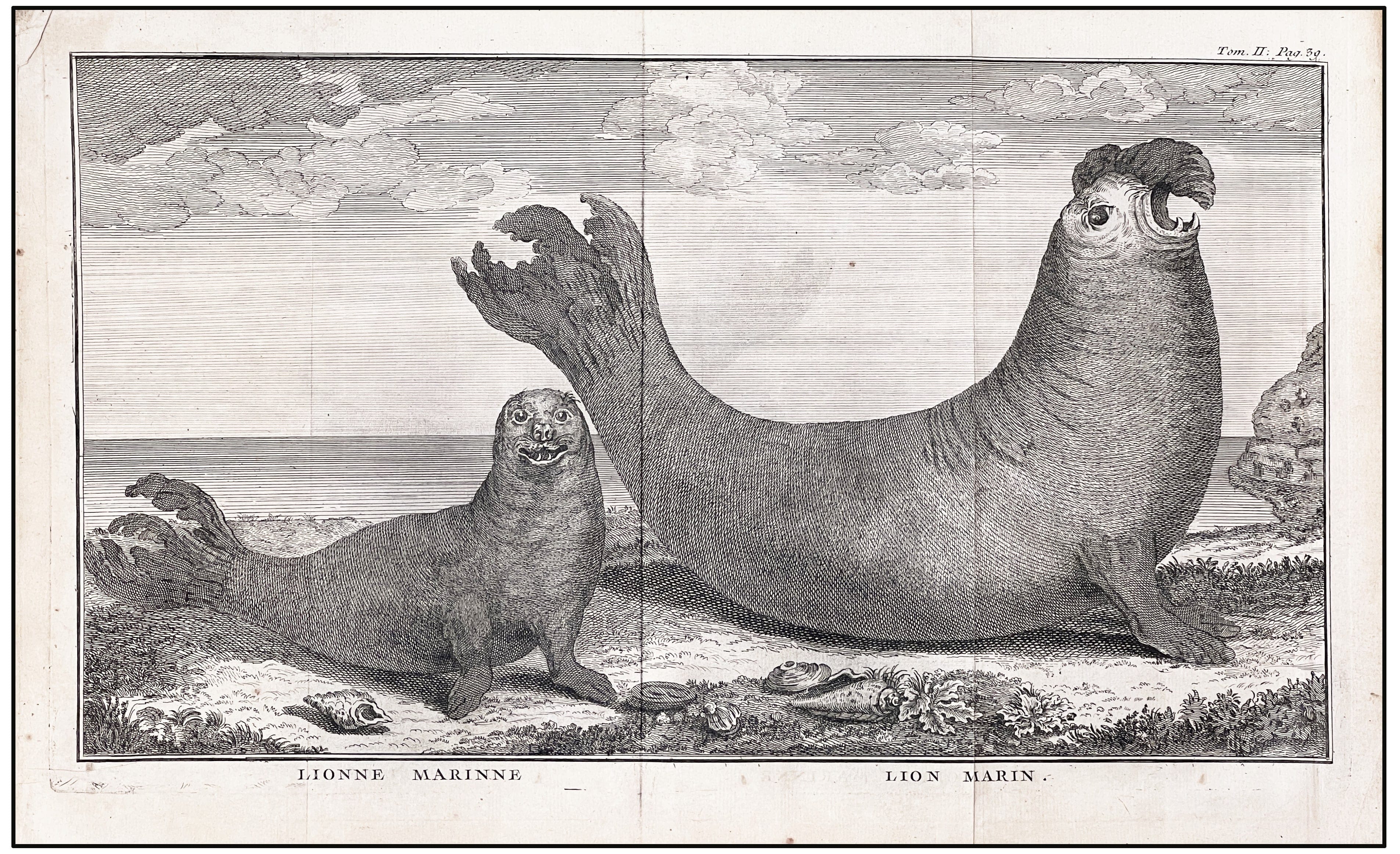 GEORGE ANSON - LEON MARINO Y LEONA MARINA - 1749