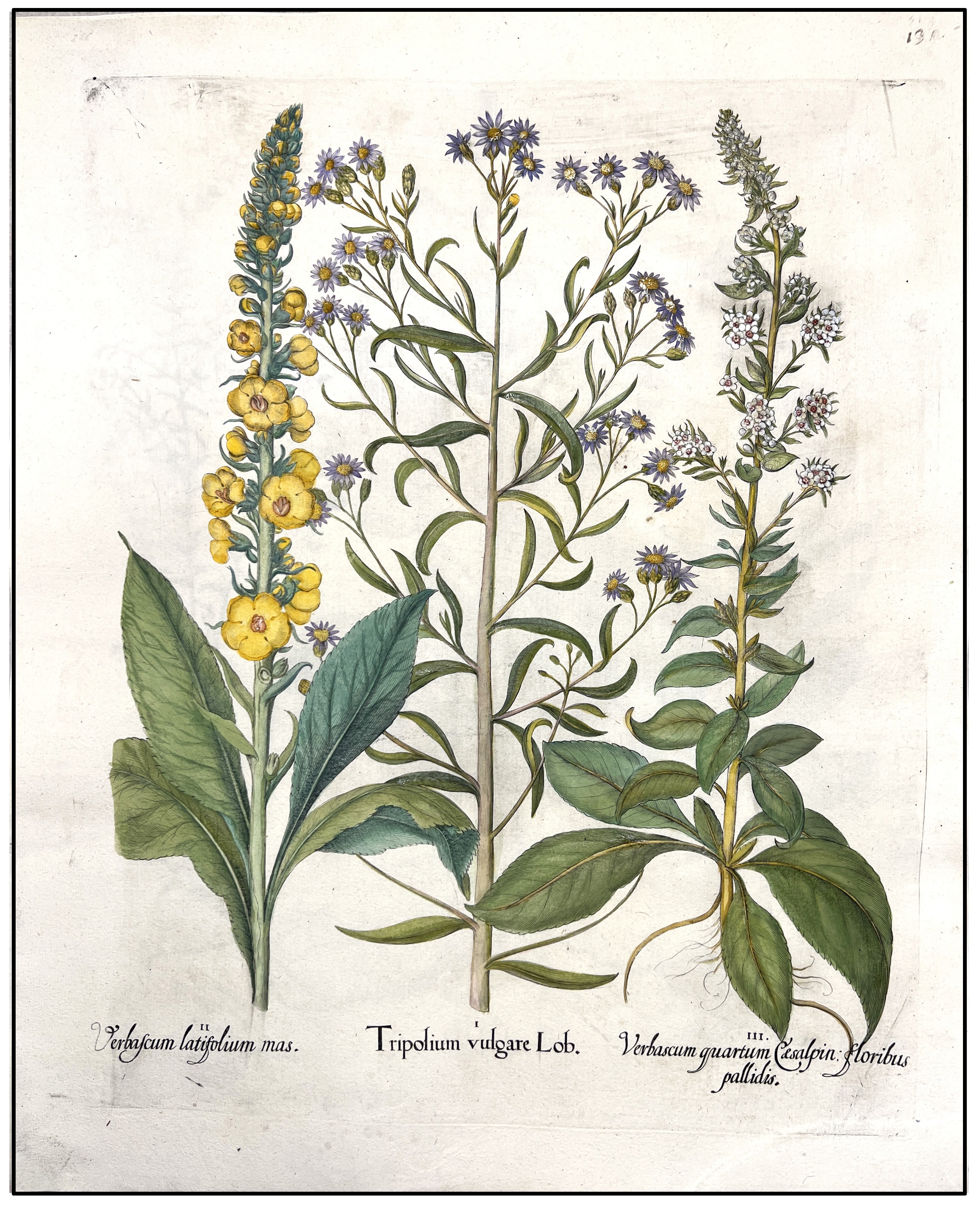 BASILIUS BESLER - TRIPOLIUM VULGARE / VERBASCUM - 1640