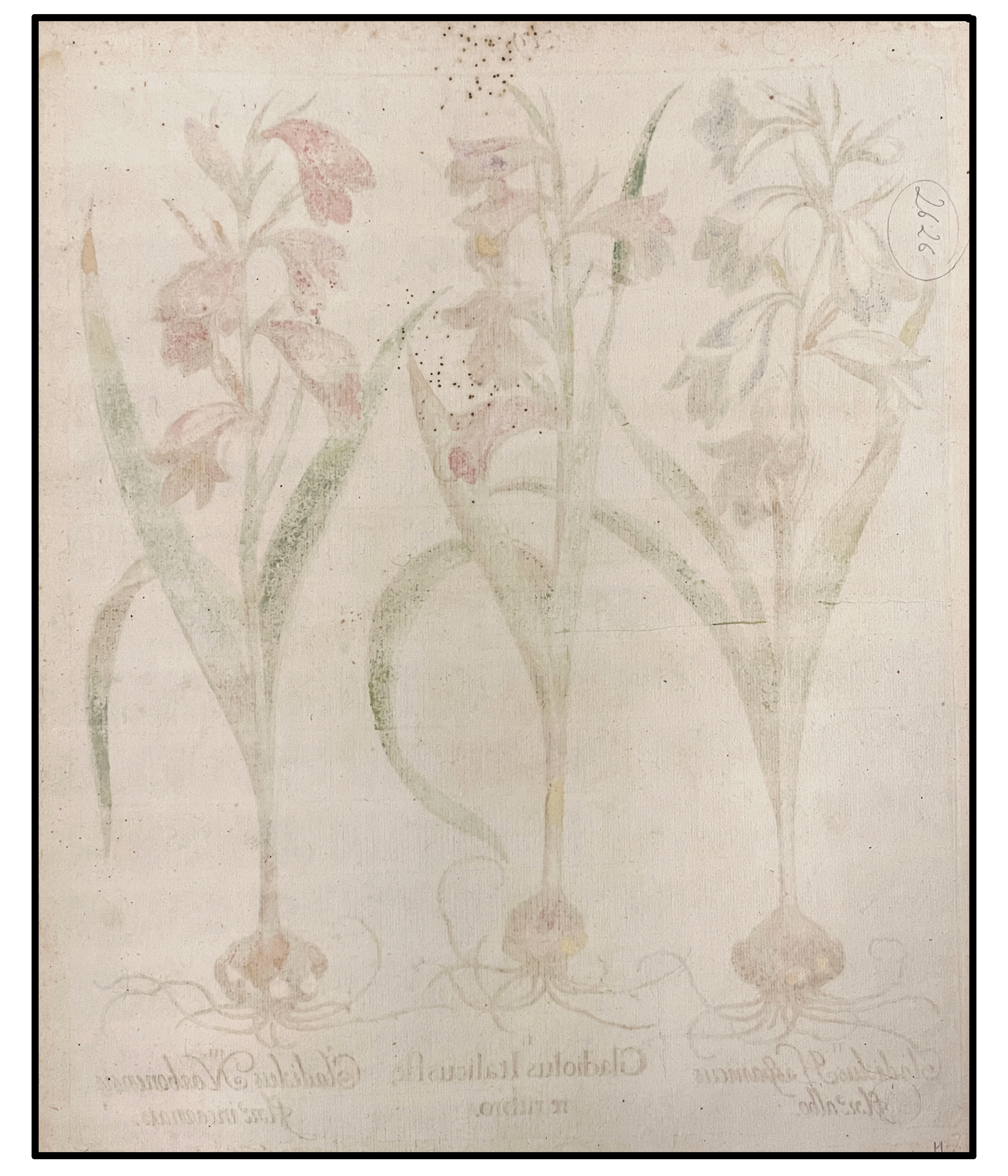 BASILIUS BESLER - GLADIOLO DE FLOR BLANCA Y FLOR ROJA  - 1640