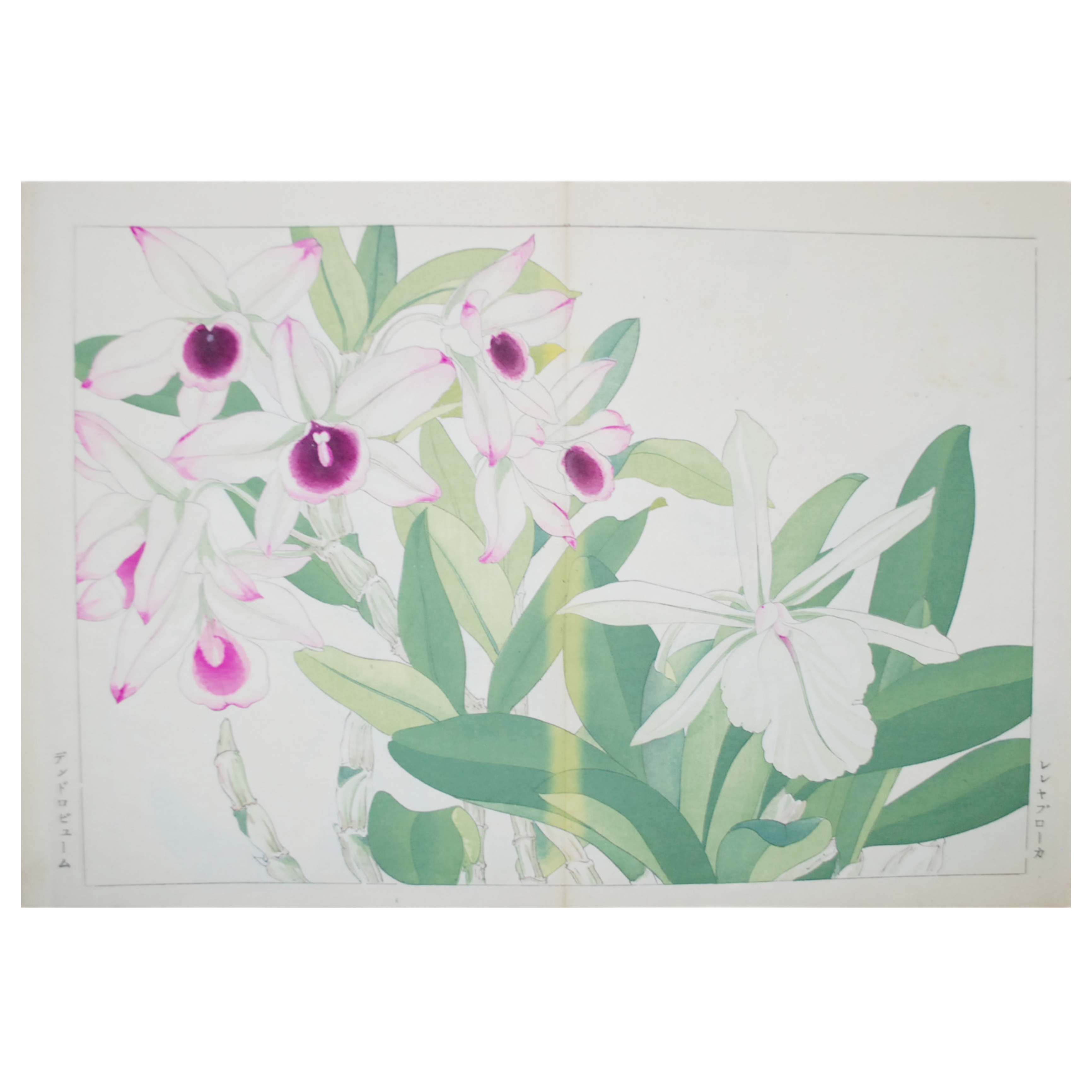 TANIGAMI KONAN - SERIE SEIYO SOKA ZOFU (PLANTAS Y FLORES OCCIDENTALES) (XILOGRAFÍA) - 1917