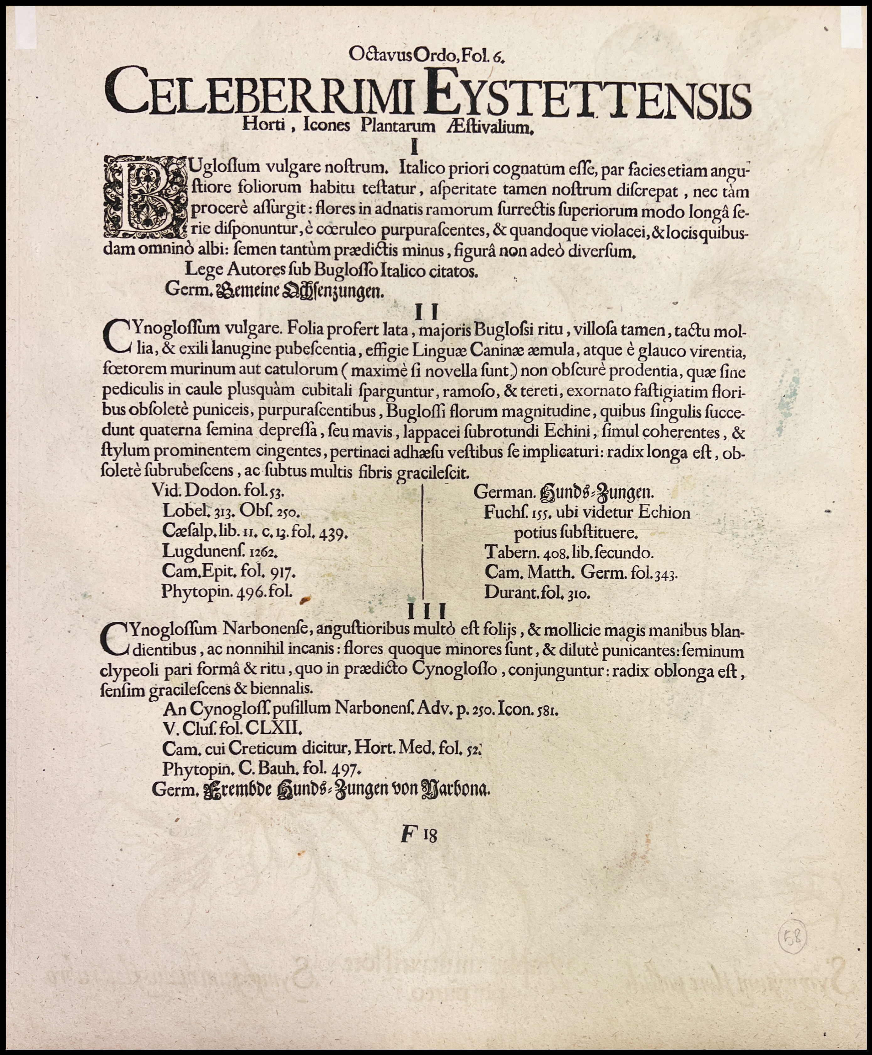 BASILIUS BESLER - SYMPHIITUM MAIUS FLORE PURPUREO - 1640