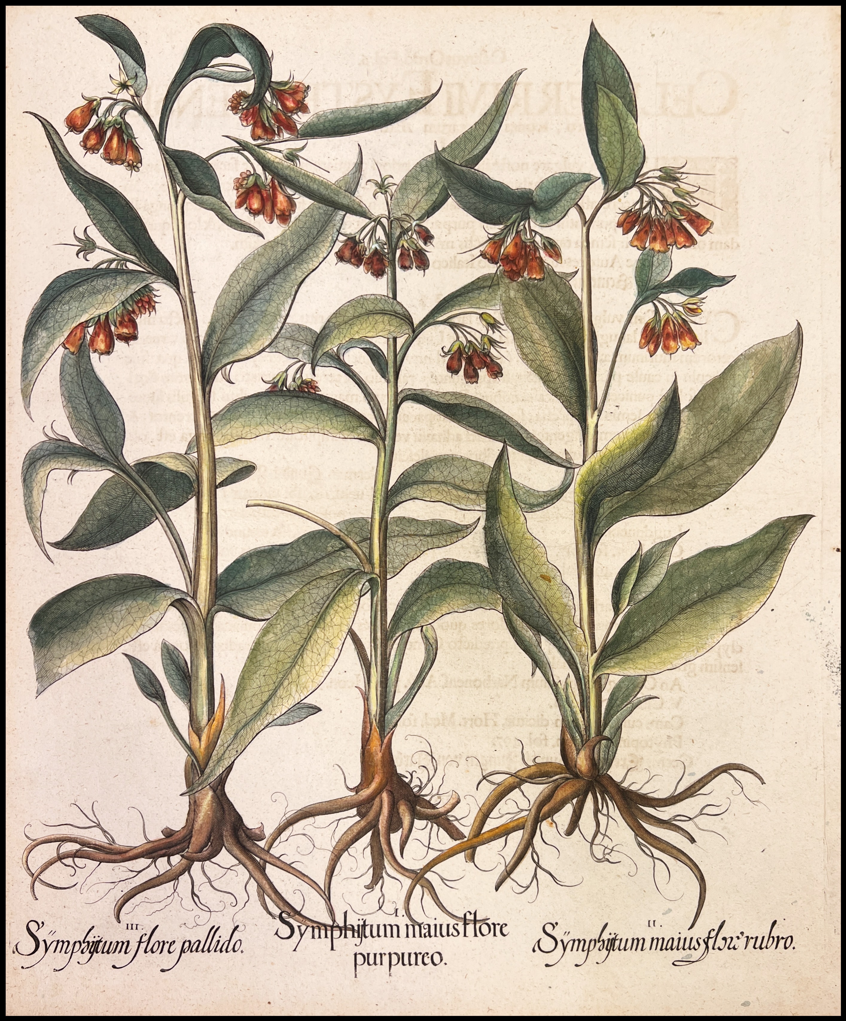 BASILIUS BESLER - SYMPHIITUM MAIUS FLORE PURPUREO - 1640