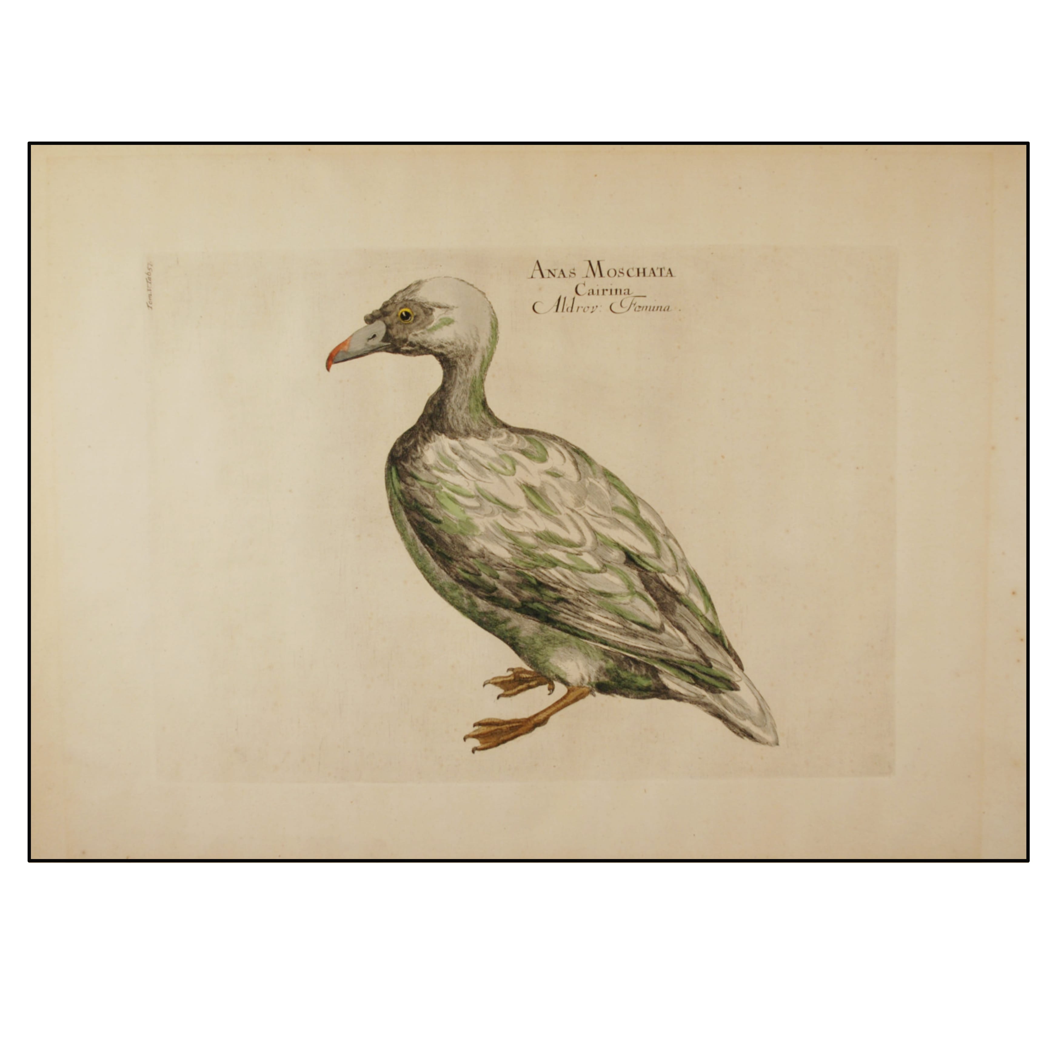 LUIGI FERDINANDO MARSIGLI - PATO REAL - 1726