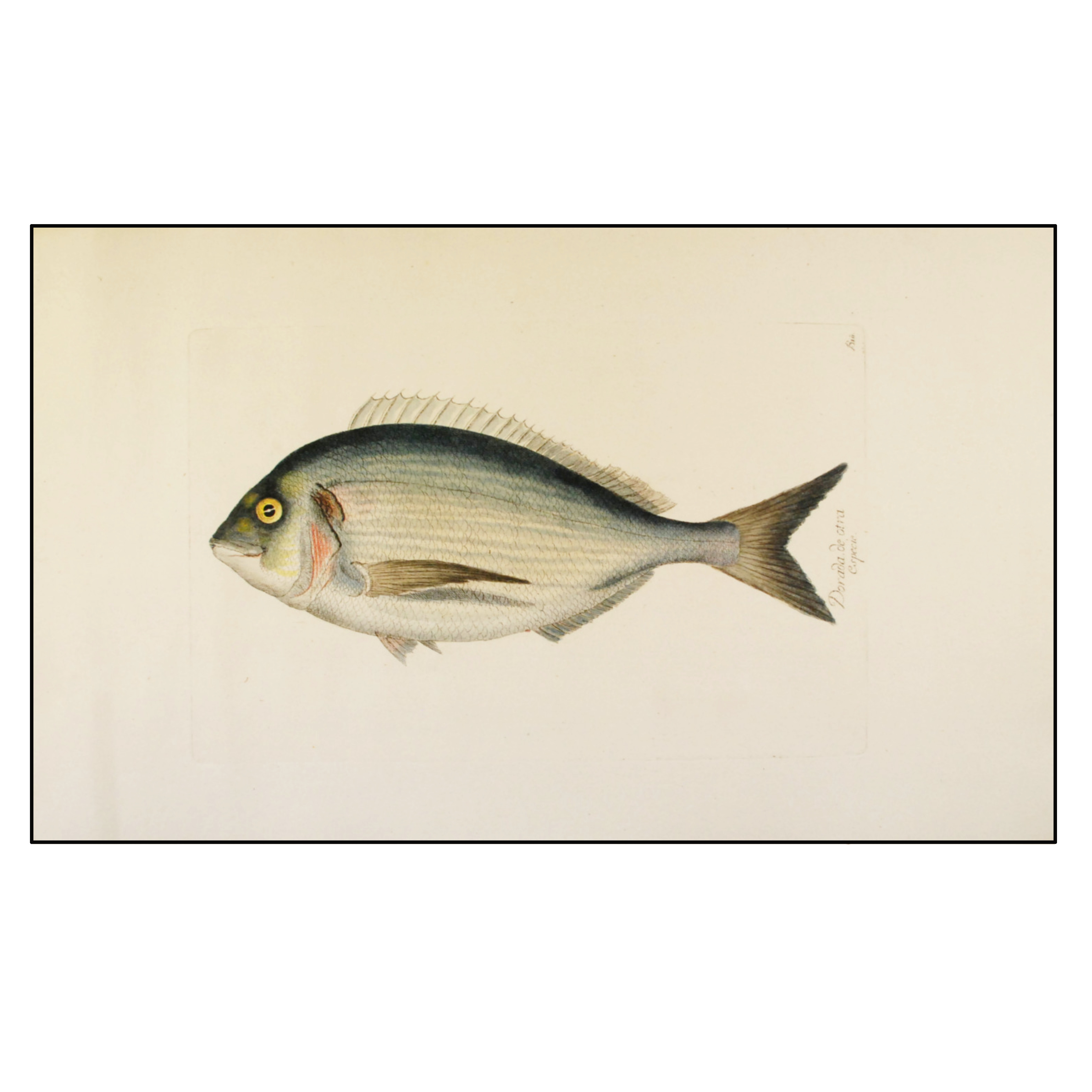 JUAN BAUTISTA BRÚ - DORADA DE OTRA ESPECIE - 1780