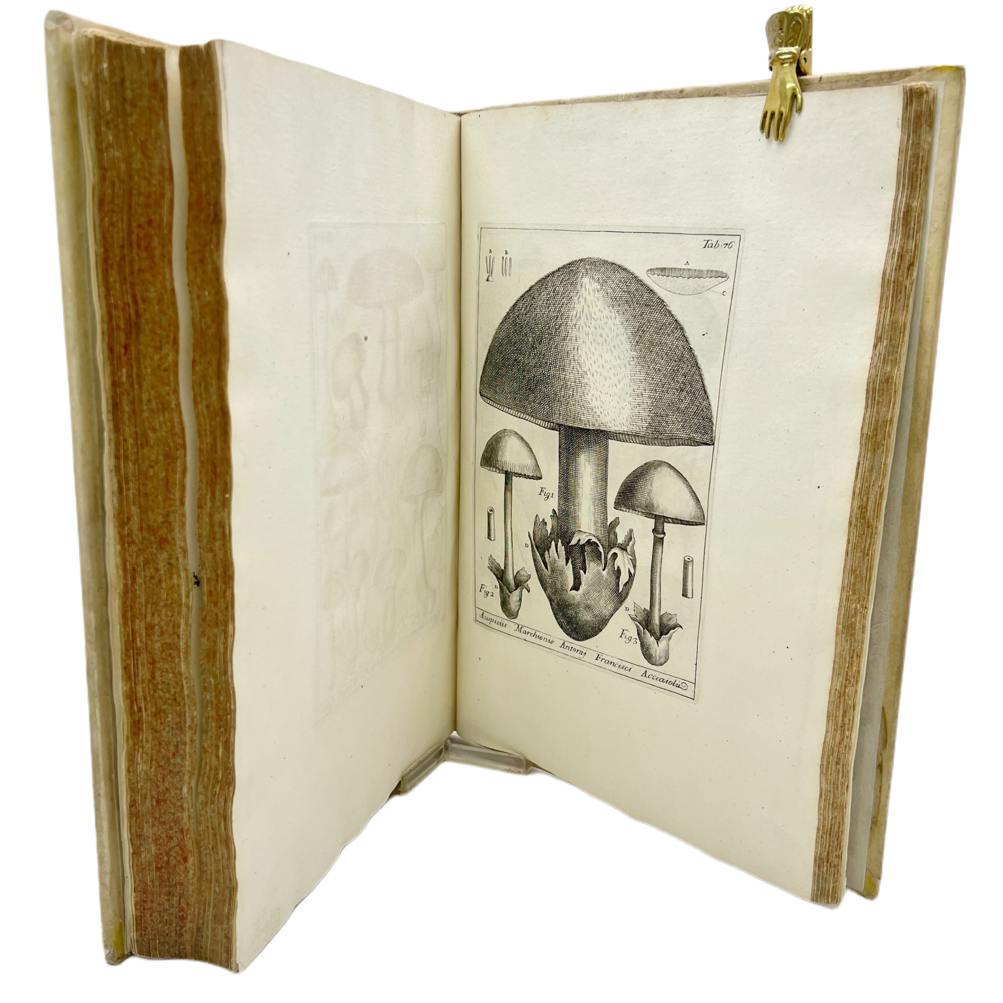 P. ANTONIO MICHELI - NOVA PLANTARUM GENERA (1ª EDICIÓN) - 1729