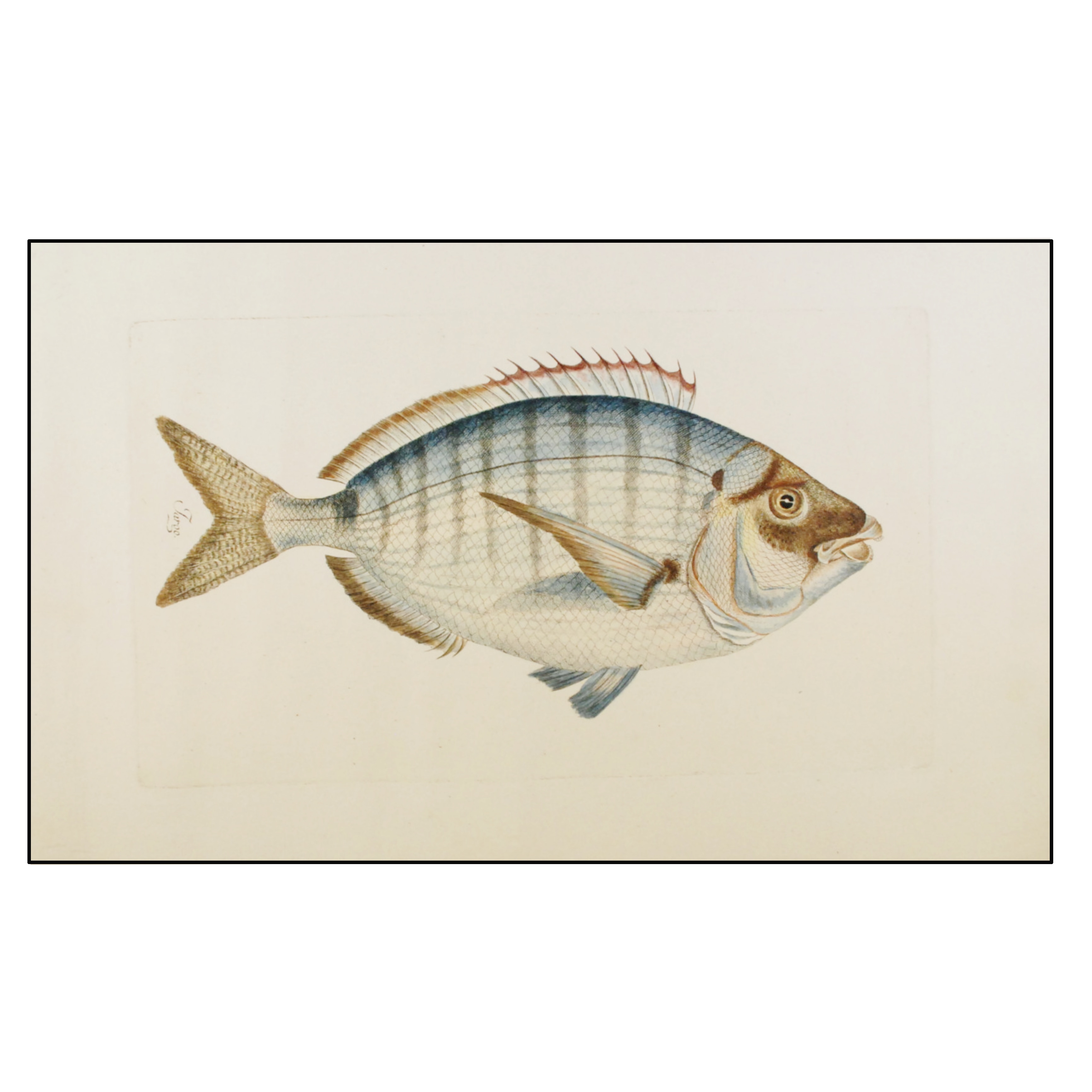 JUAN BAUTISTA BRÚ - JARGO - 1780