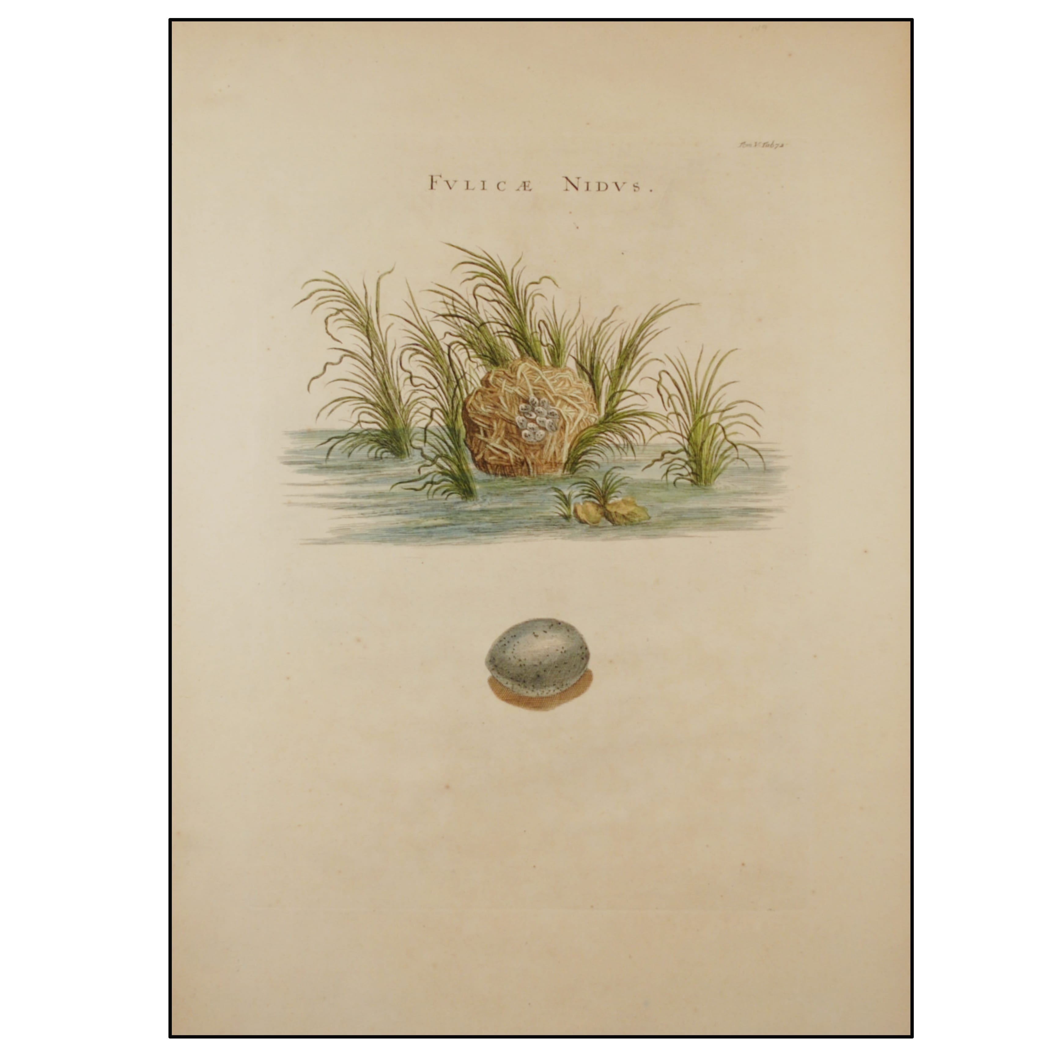 LUIGI FERDINANDO MARSIGLI - NIDO DE FOCHA - 1726