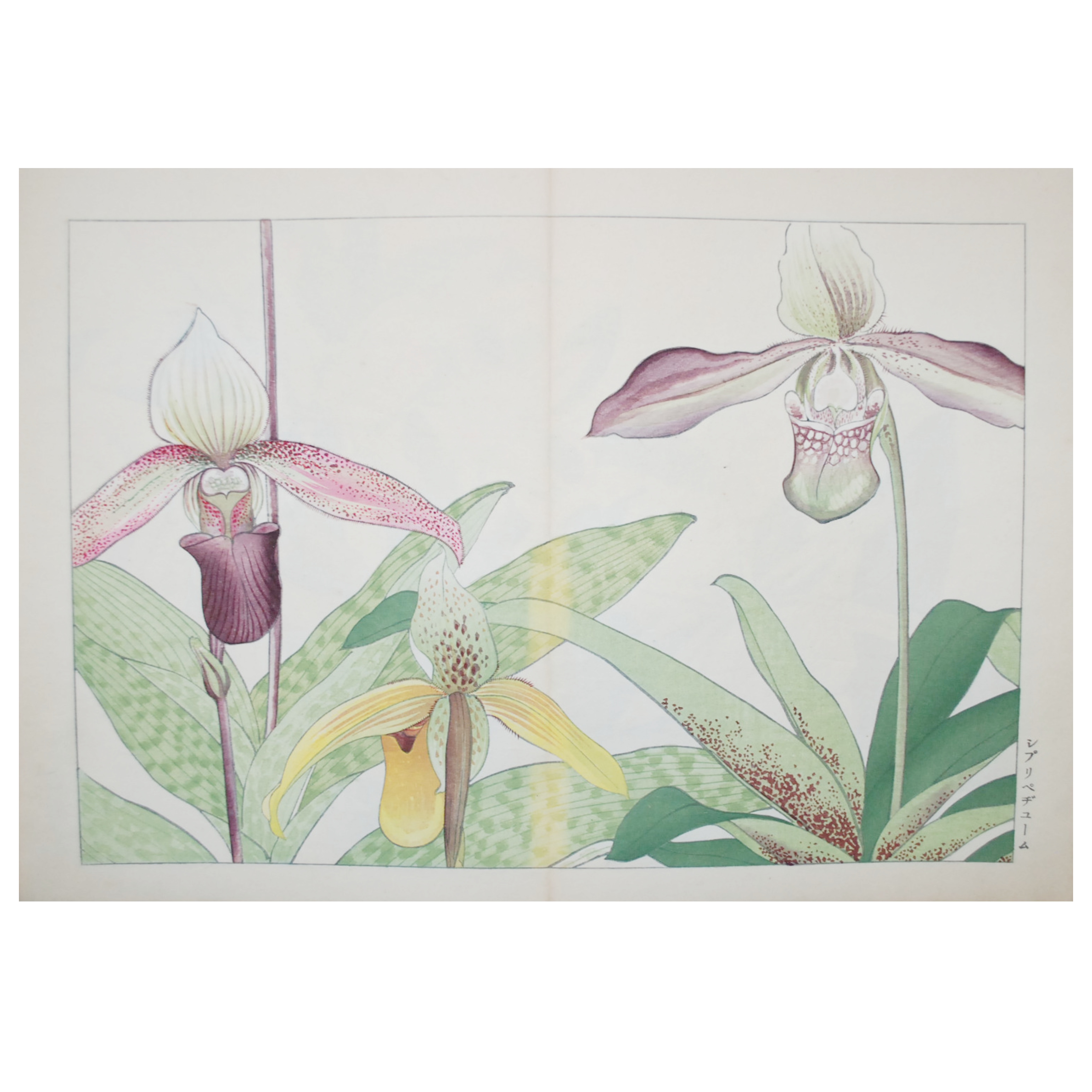 TANIGAMI KONAN - SERIE SEIYO SOKA ZOFU (PLANTAS Y FLORES OCCIDENTALES) (XILOGRAFÍA) - 1917