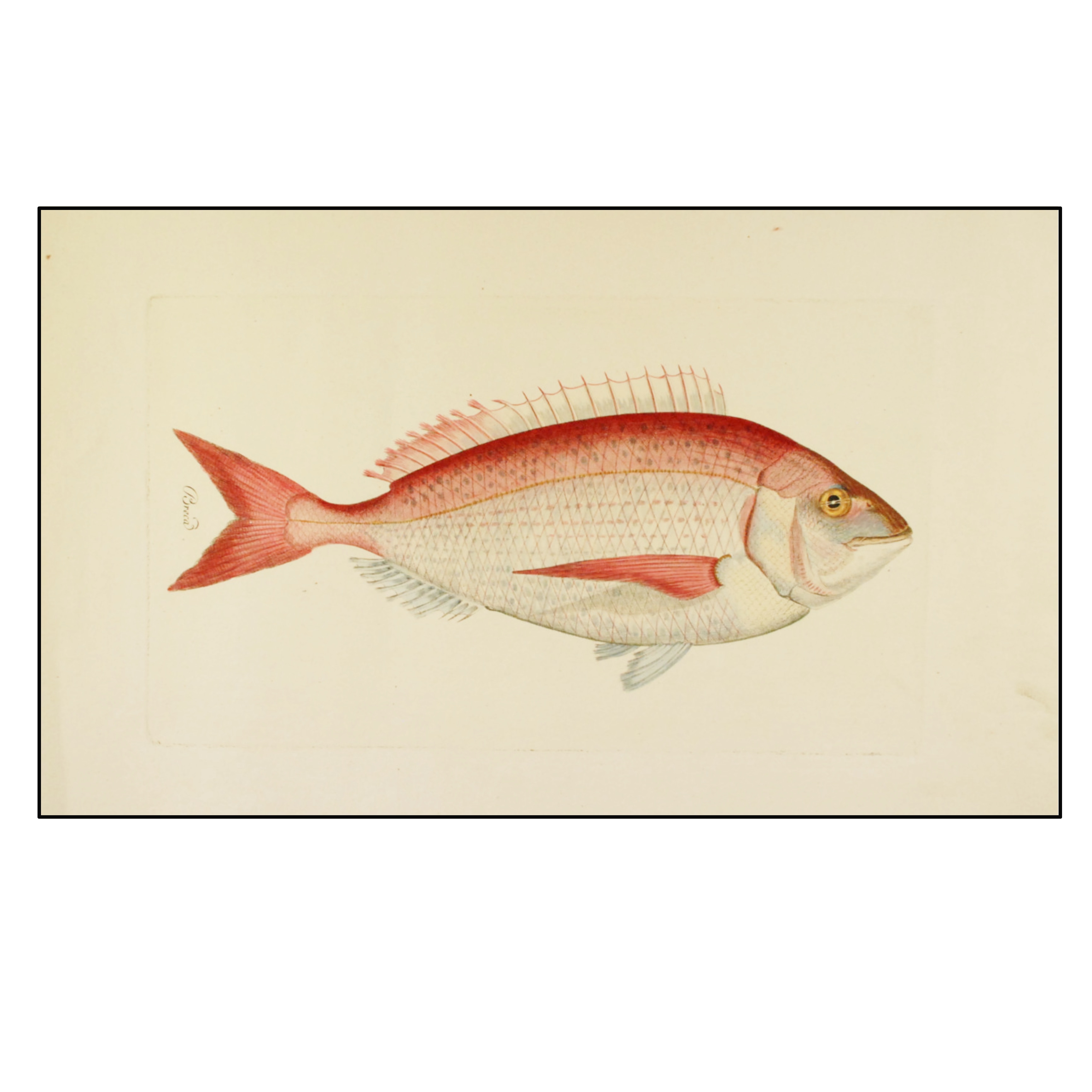 JUAN BAUTISTA BRÚ - BRECA - 1780