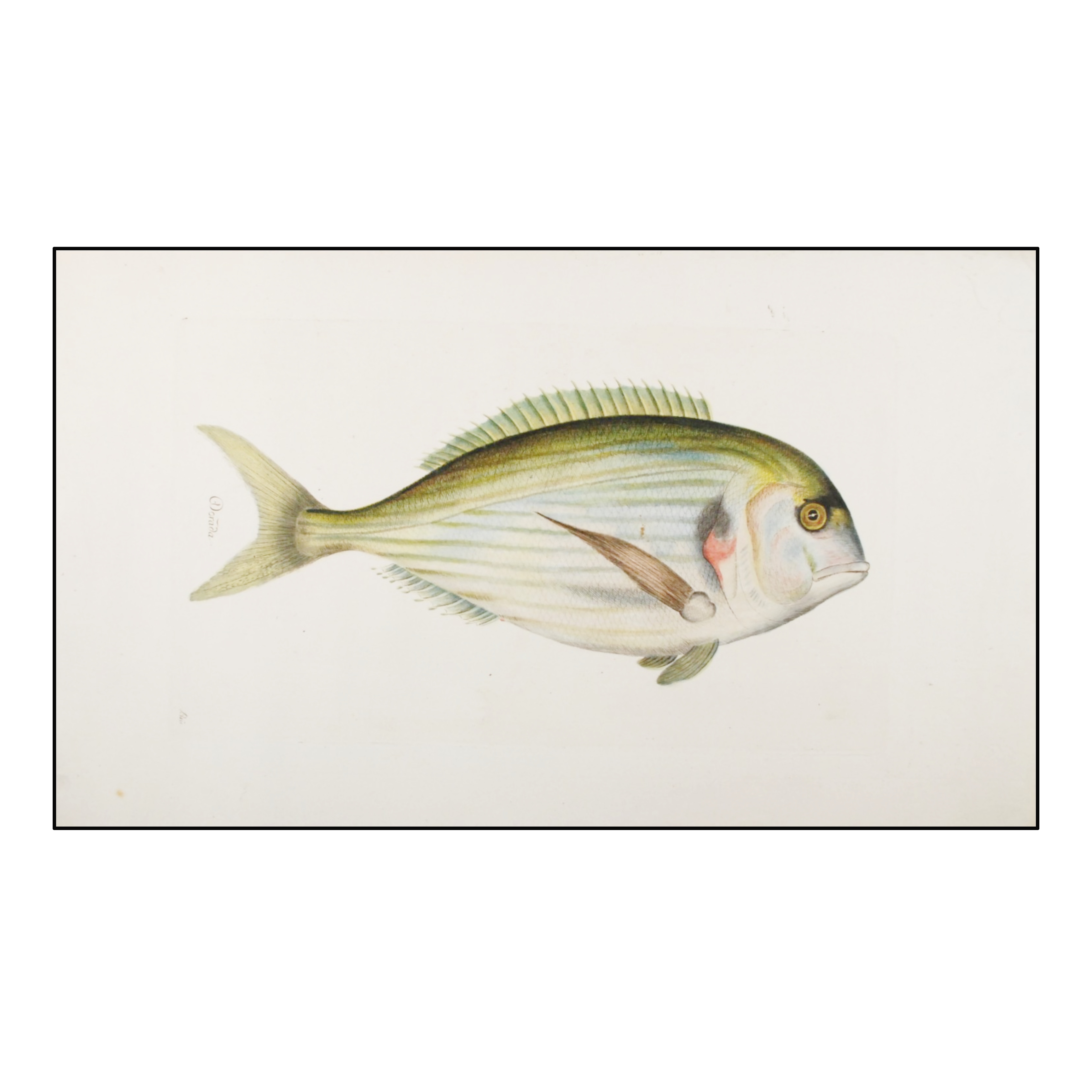 JUAN BAUTISTA BRÚ - DORADA - 1780