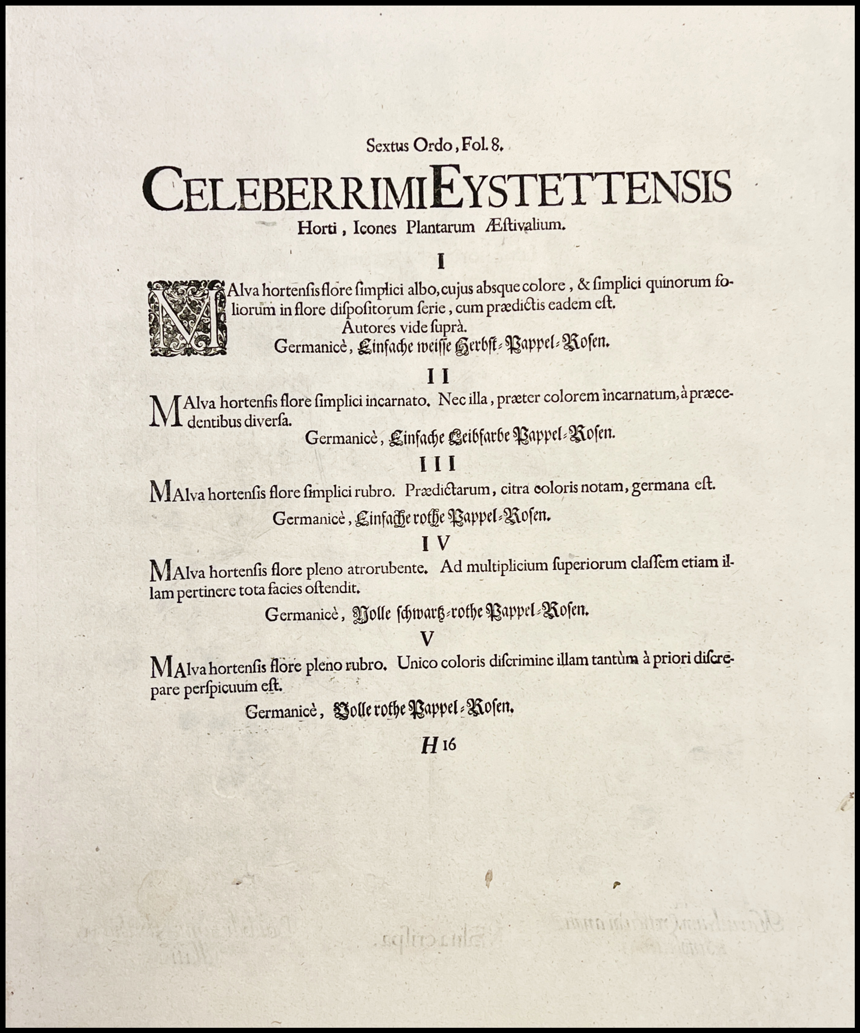 BASILIUS BESLER - MALVA CRISPA  - 1713