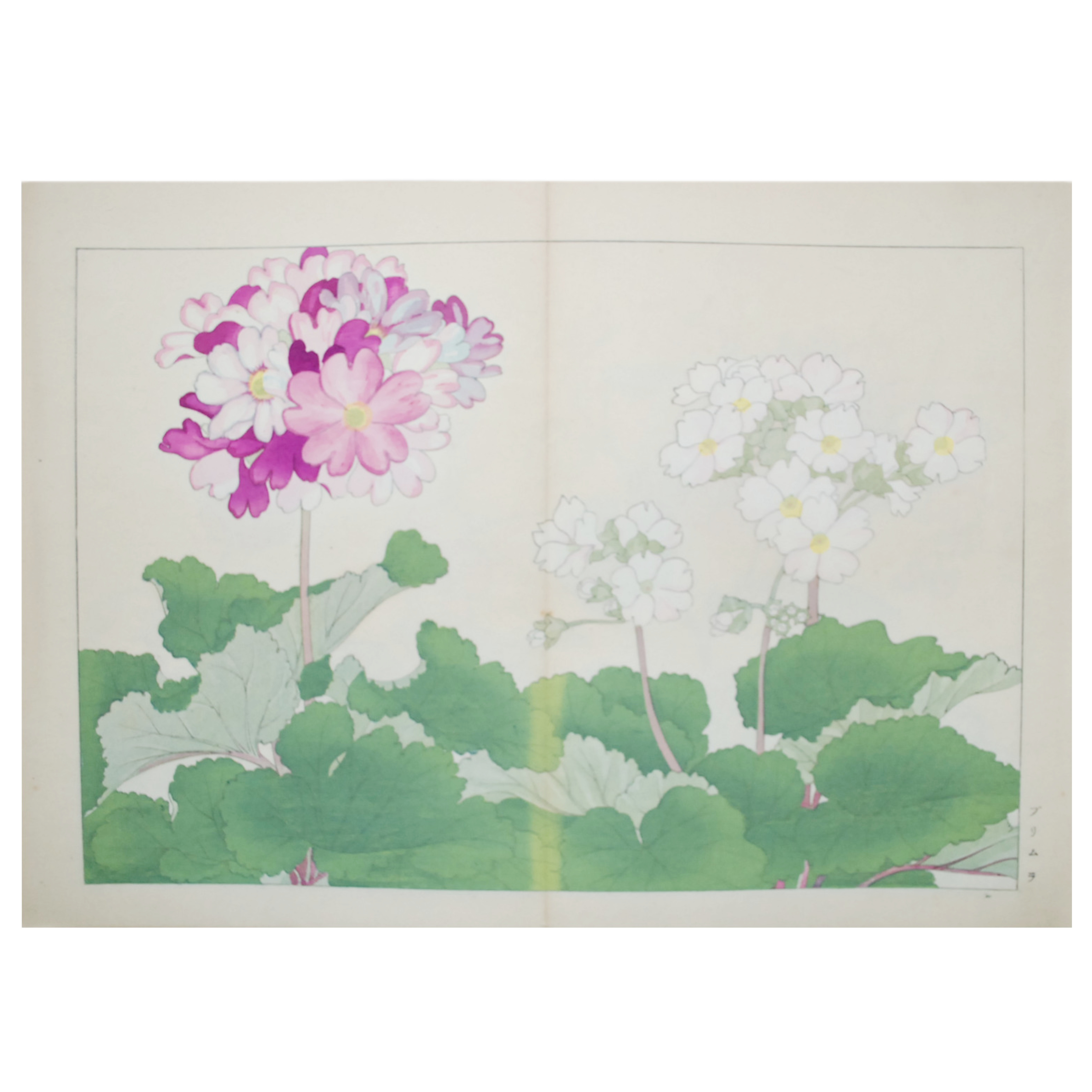 TANIGAMI KONAN - SERIE SEIYO SOKA ZOFU (PLANTAS Y FLORES OCCIDENTALES) (XILOGRAFÍA) - 1917