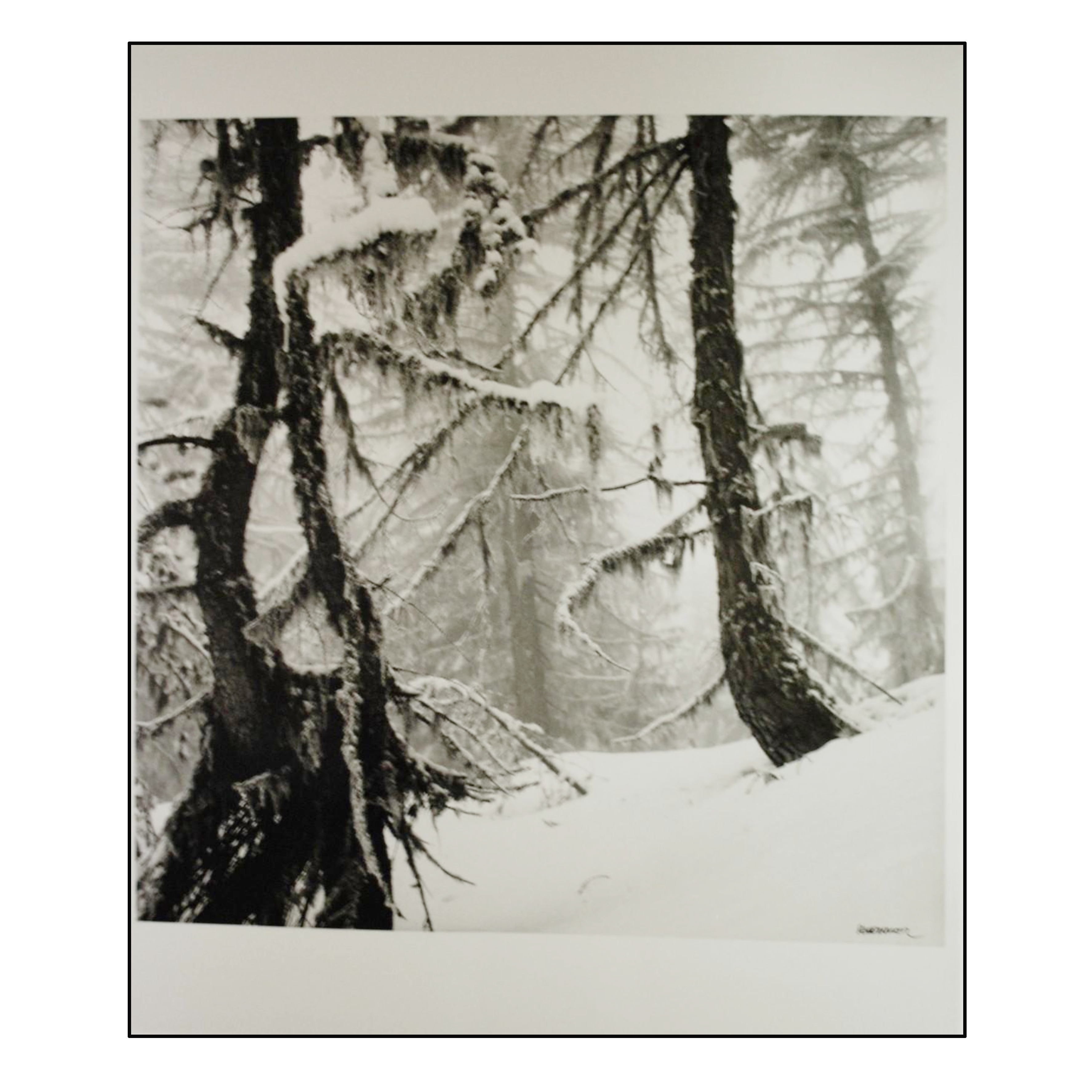 ALBERTO SCHOMMER - INVIERNO (SERIE PRIMERA ÉPOCA) - 2006