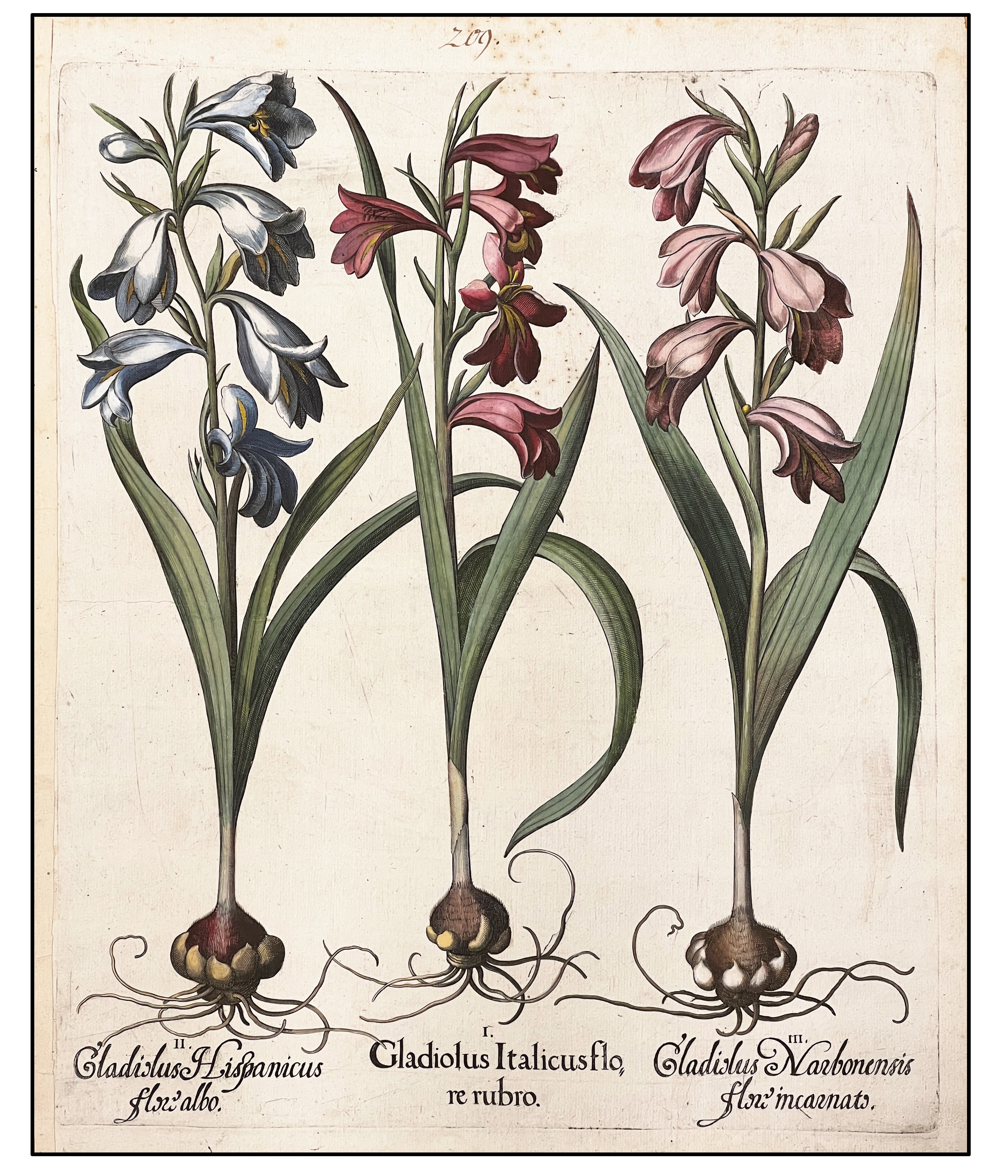 BASILIUS BESLER - GLADIOLO DE FLOR BLANCA Y FLOR ROJA  - 1640