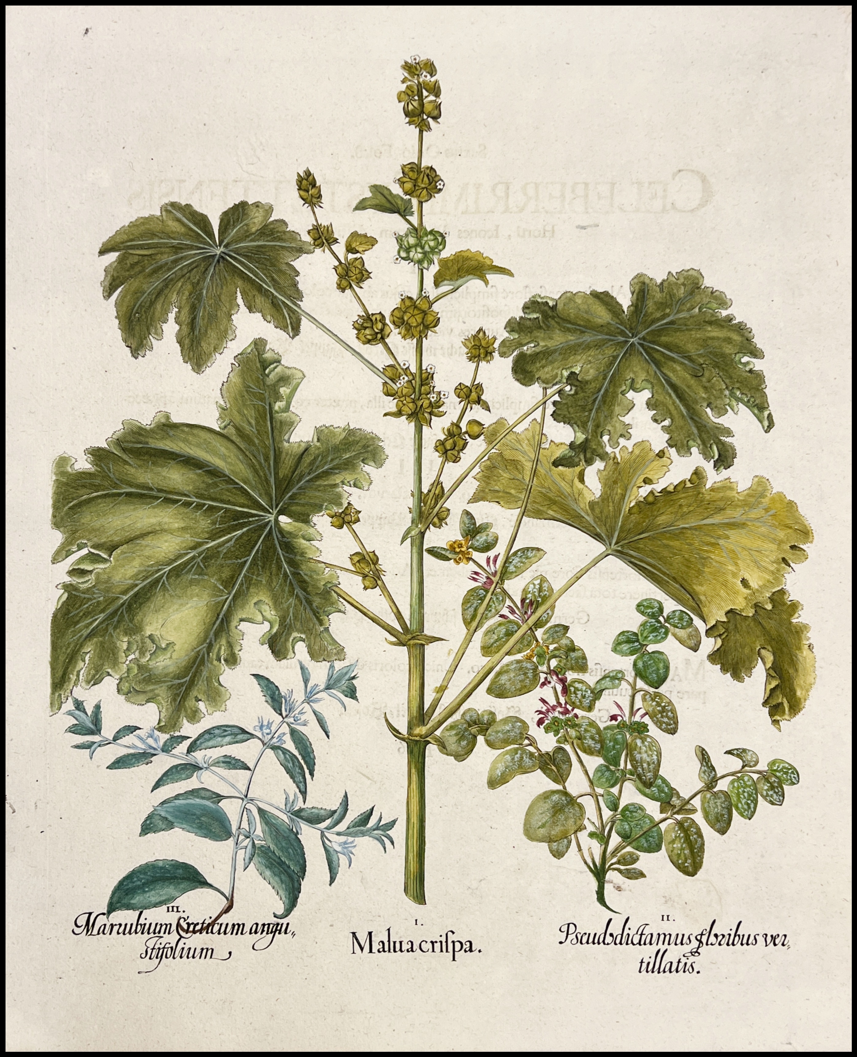 BASILIUS BESLER - MALVA CRISPA  - 1713