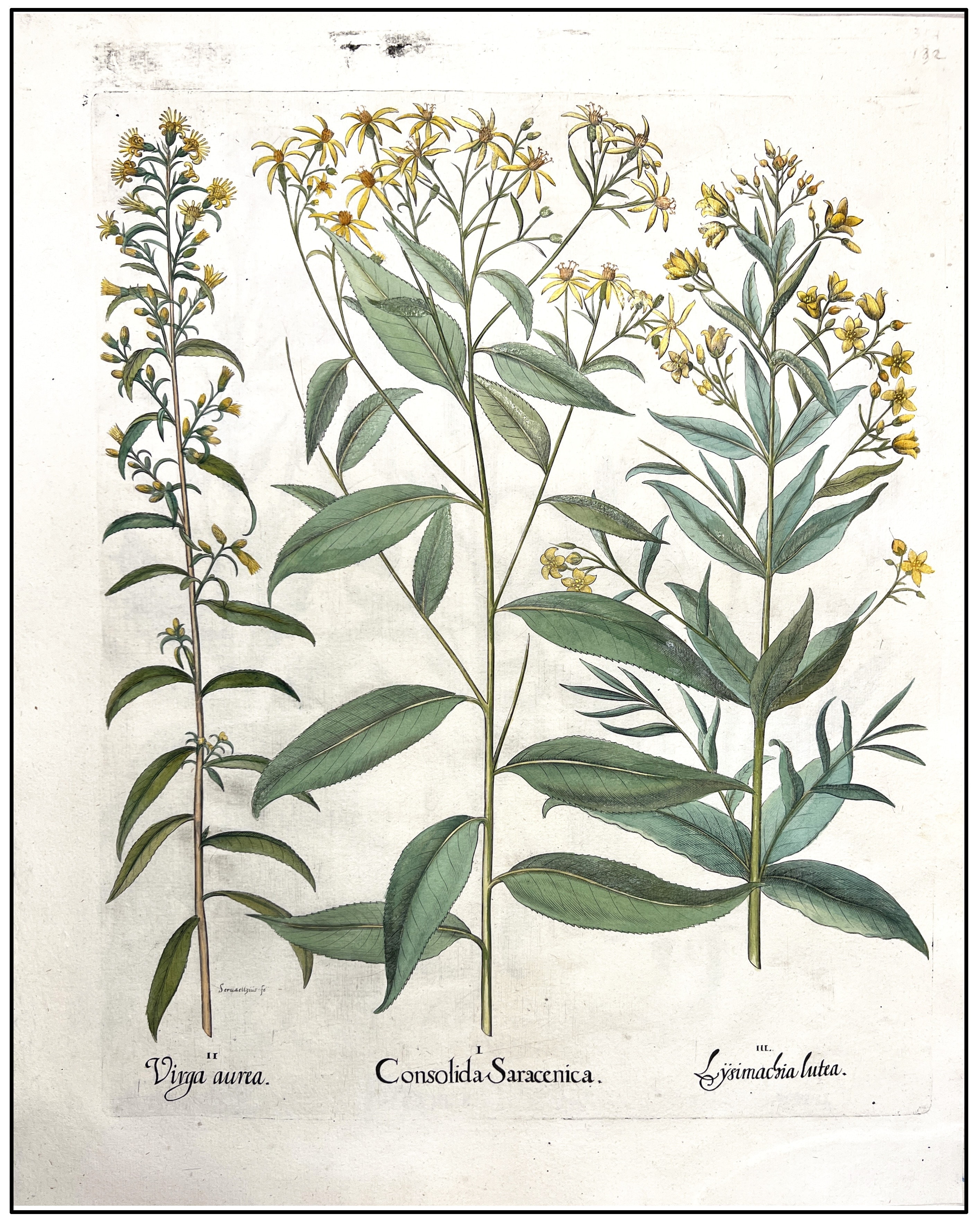 BASILIUS BESLER - CONSUELDA / VARA DE ORO / LISIMAQUIA - 1640