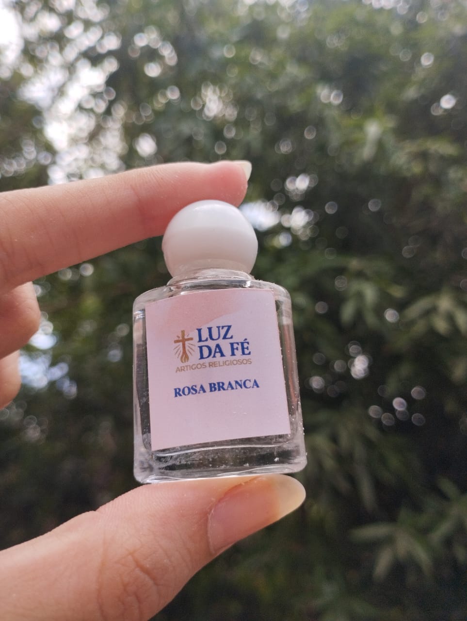 Rosa Branca