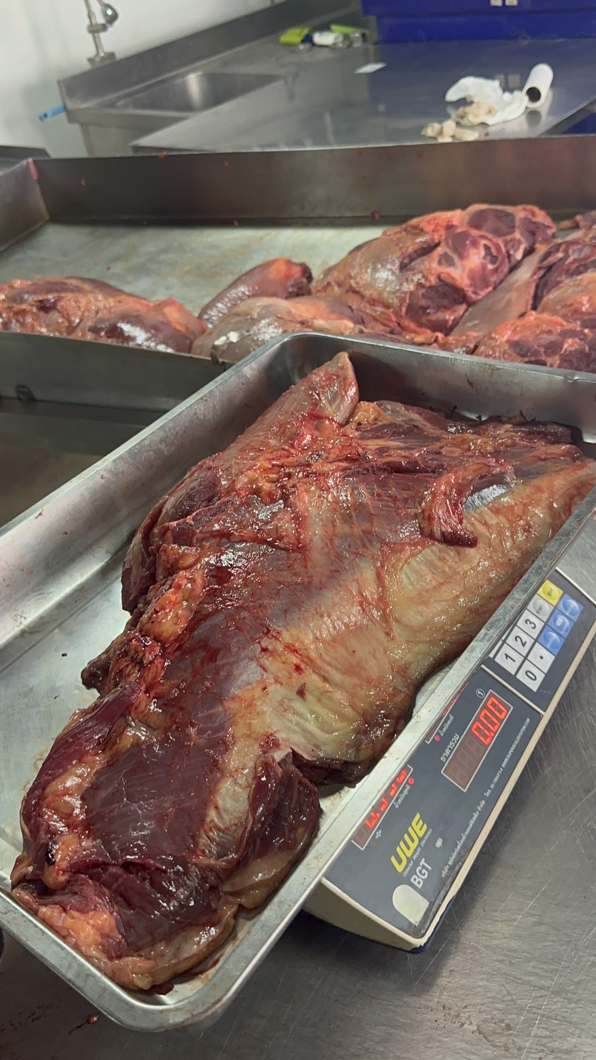 ปั้นจระเข้