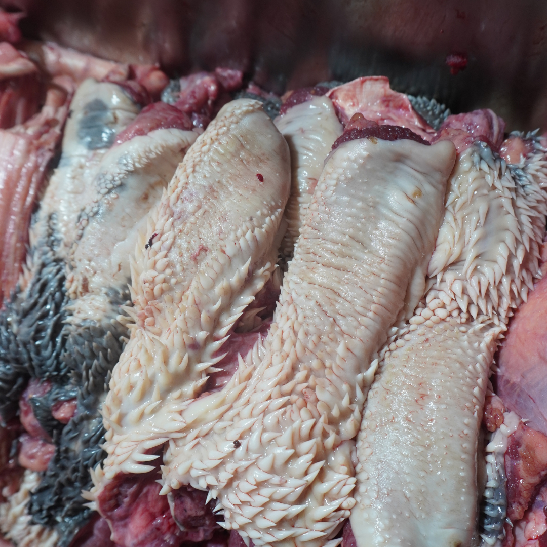 ปากหนามวัวสดโคขุน