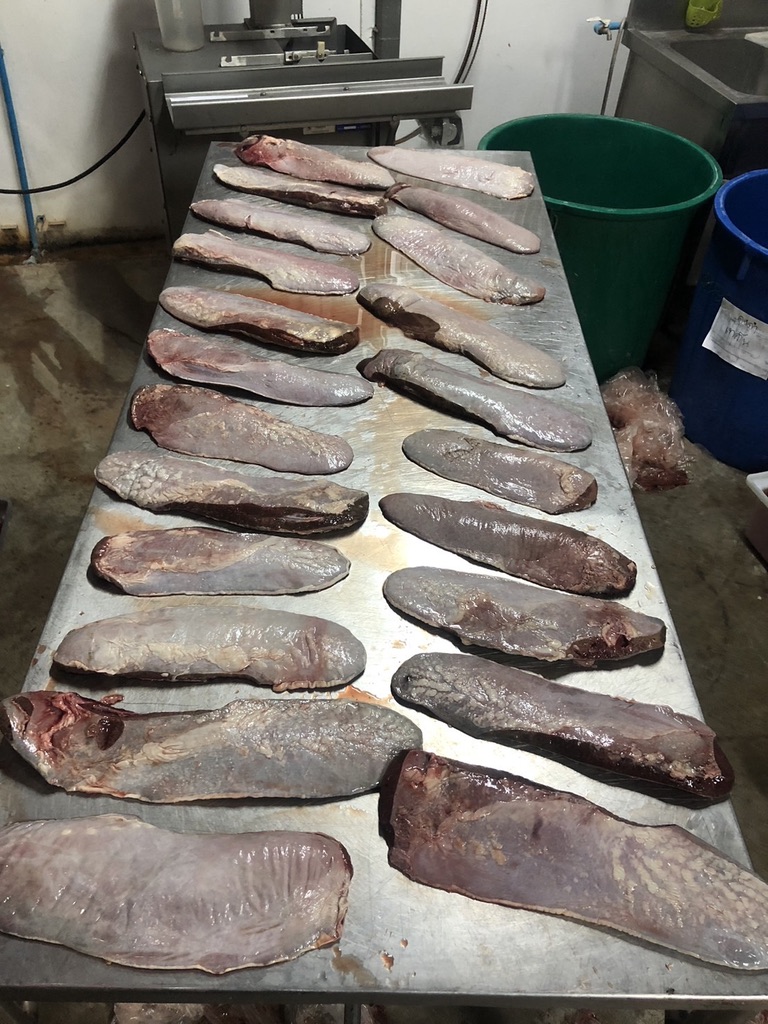 ม้ามวัว