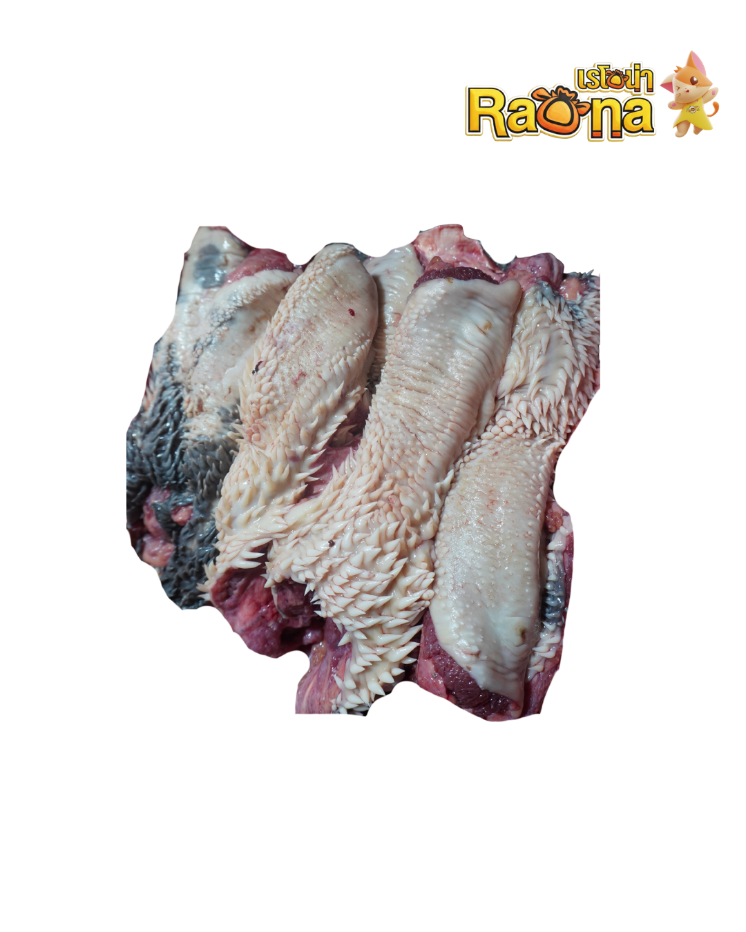 ปากหนามวัวสดโคขุน