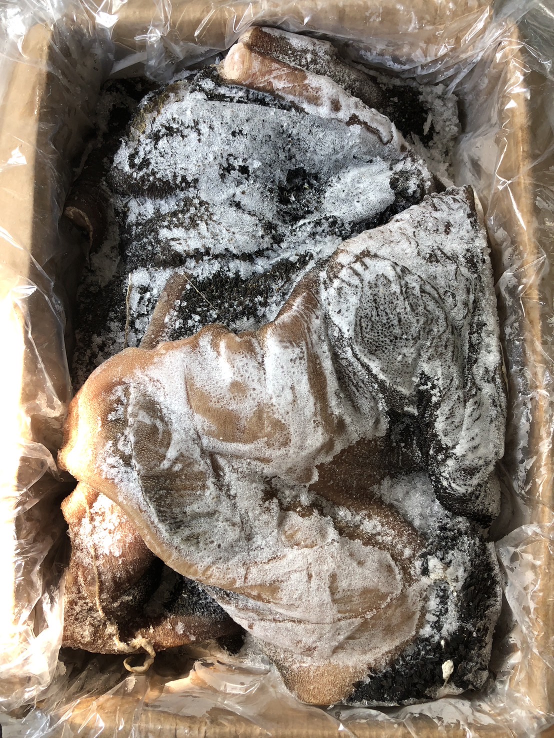 พุงดำวัว