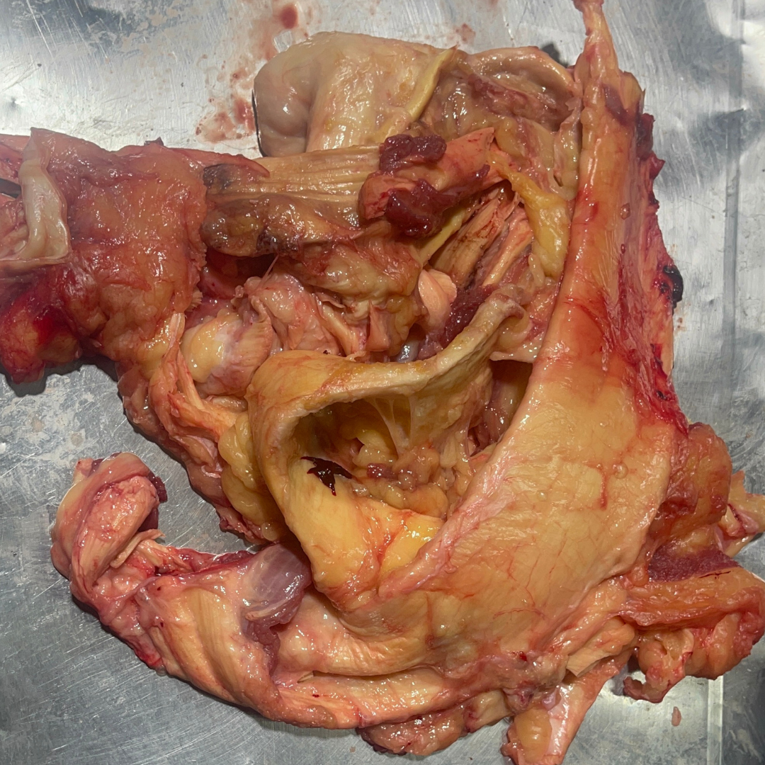 เอ็นเหลืองสดโคขุน