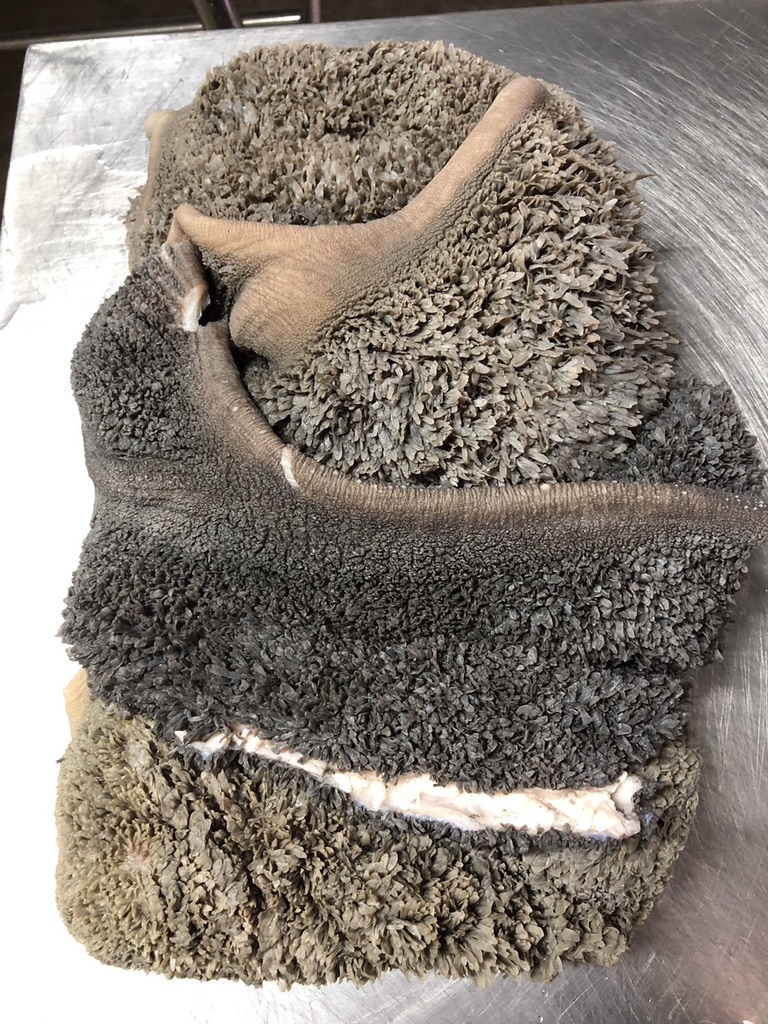 พุงดำวัว