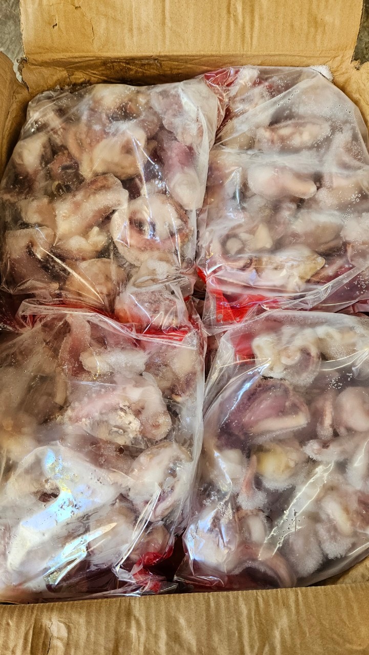 หมึกหนวดเบบี้