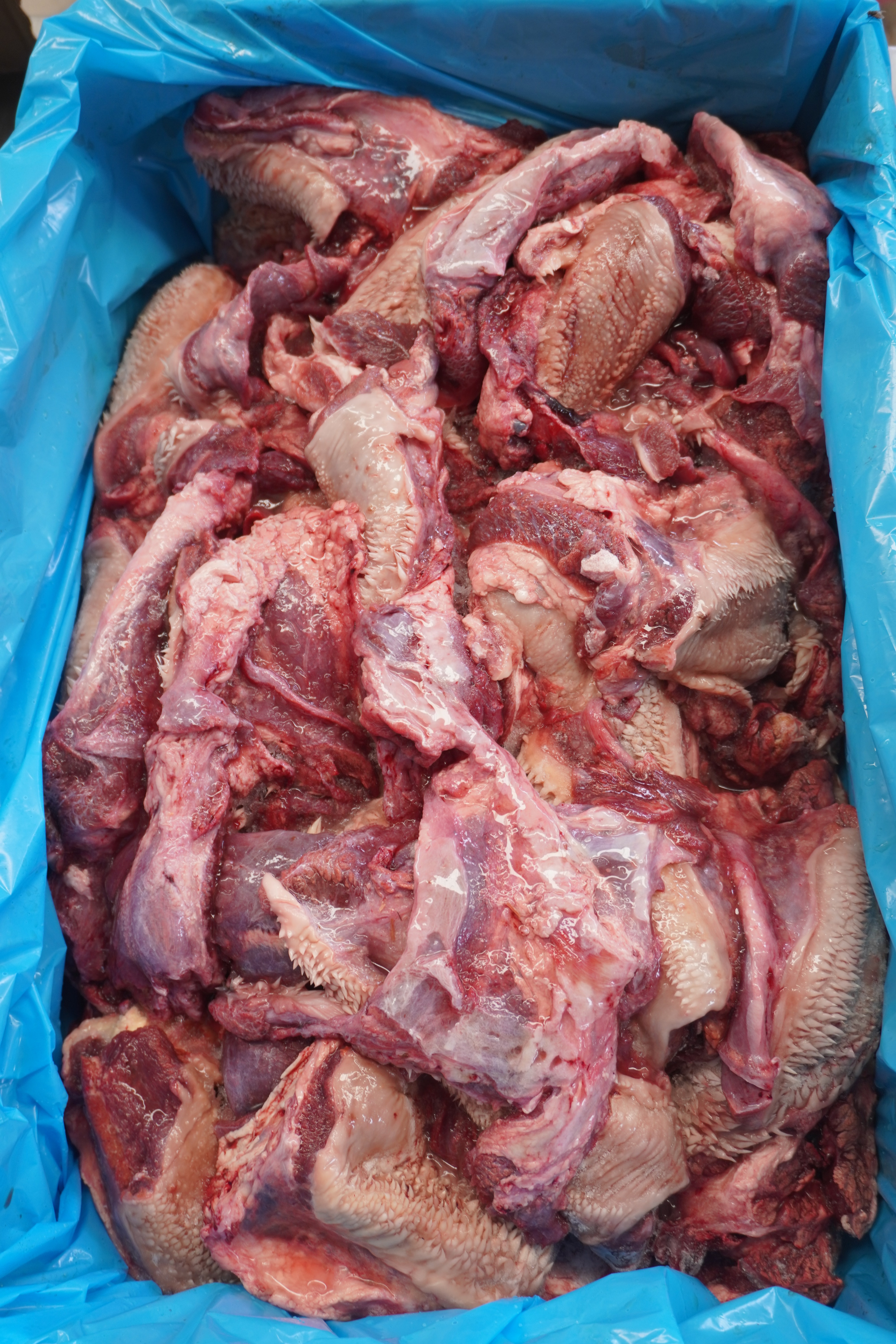 ปากหนามวัว