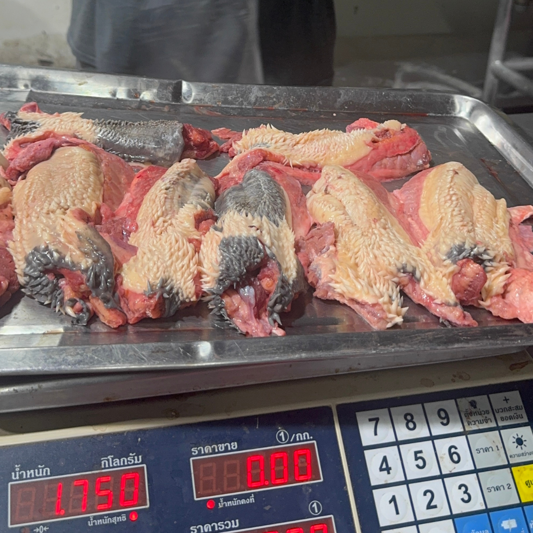 ปากหนามวัวสดโคขุน