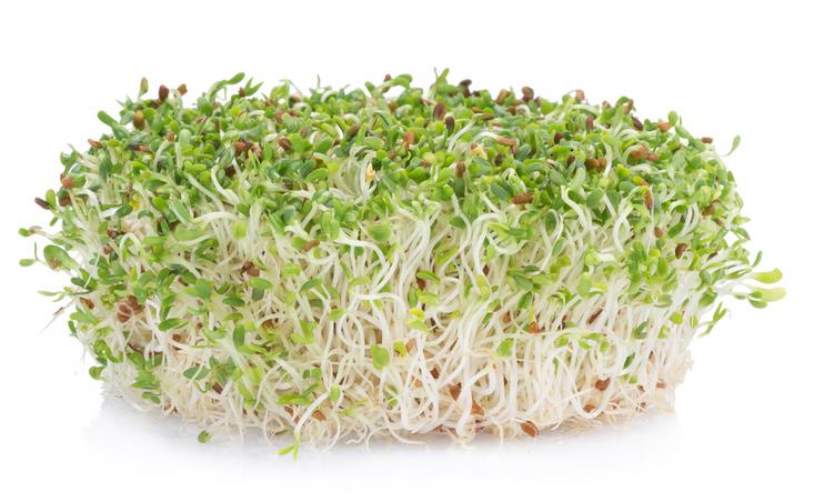 Germinados de alfalfa 150 g