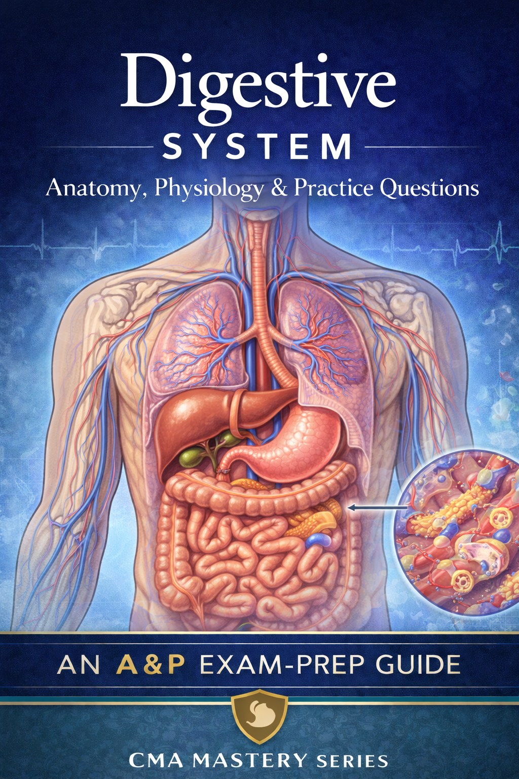 Digestive System Study Guide