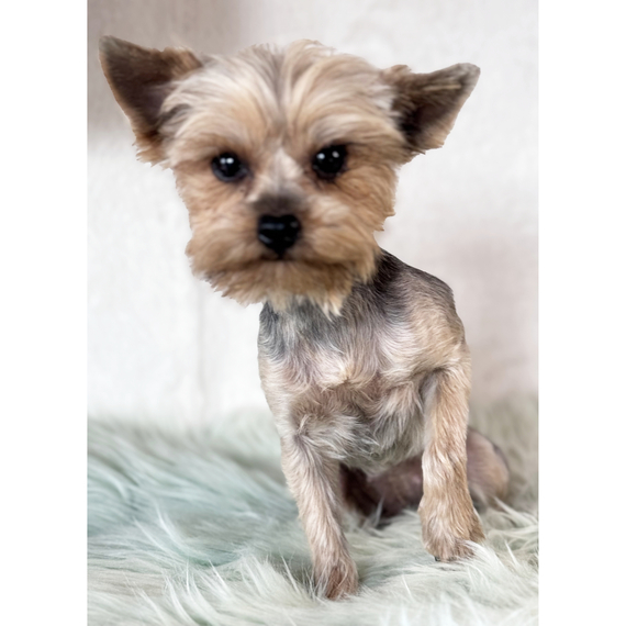 Yorkshire Terrier 