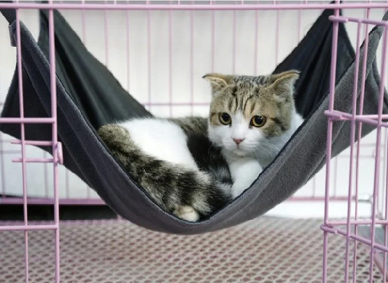 Penitipan Kucing Sehat (Harian)