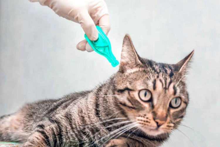 Pemberian Obat Antikutu