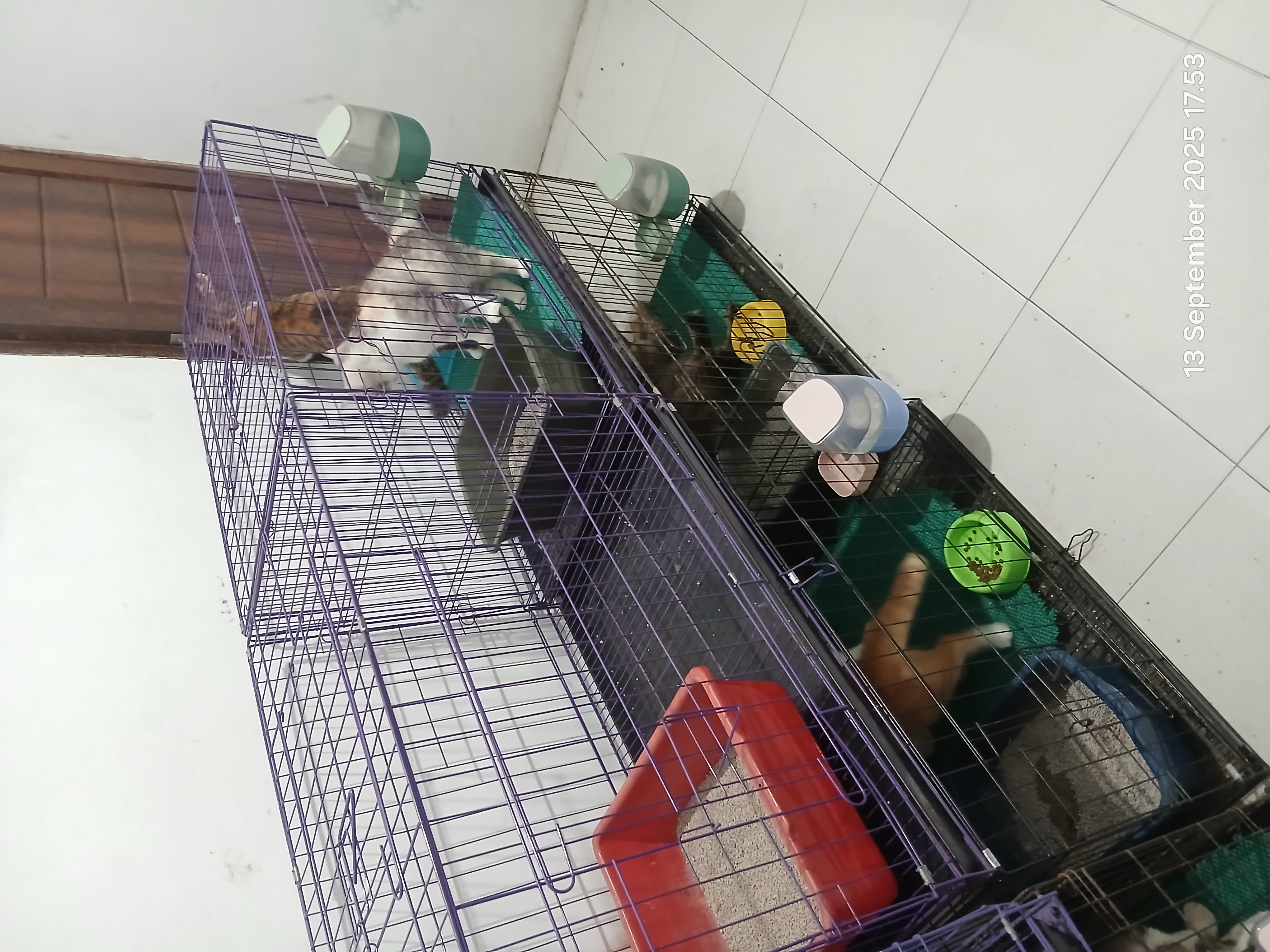 Penitipan Kucing Sehat (Paket 10 hari)